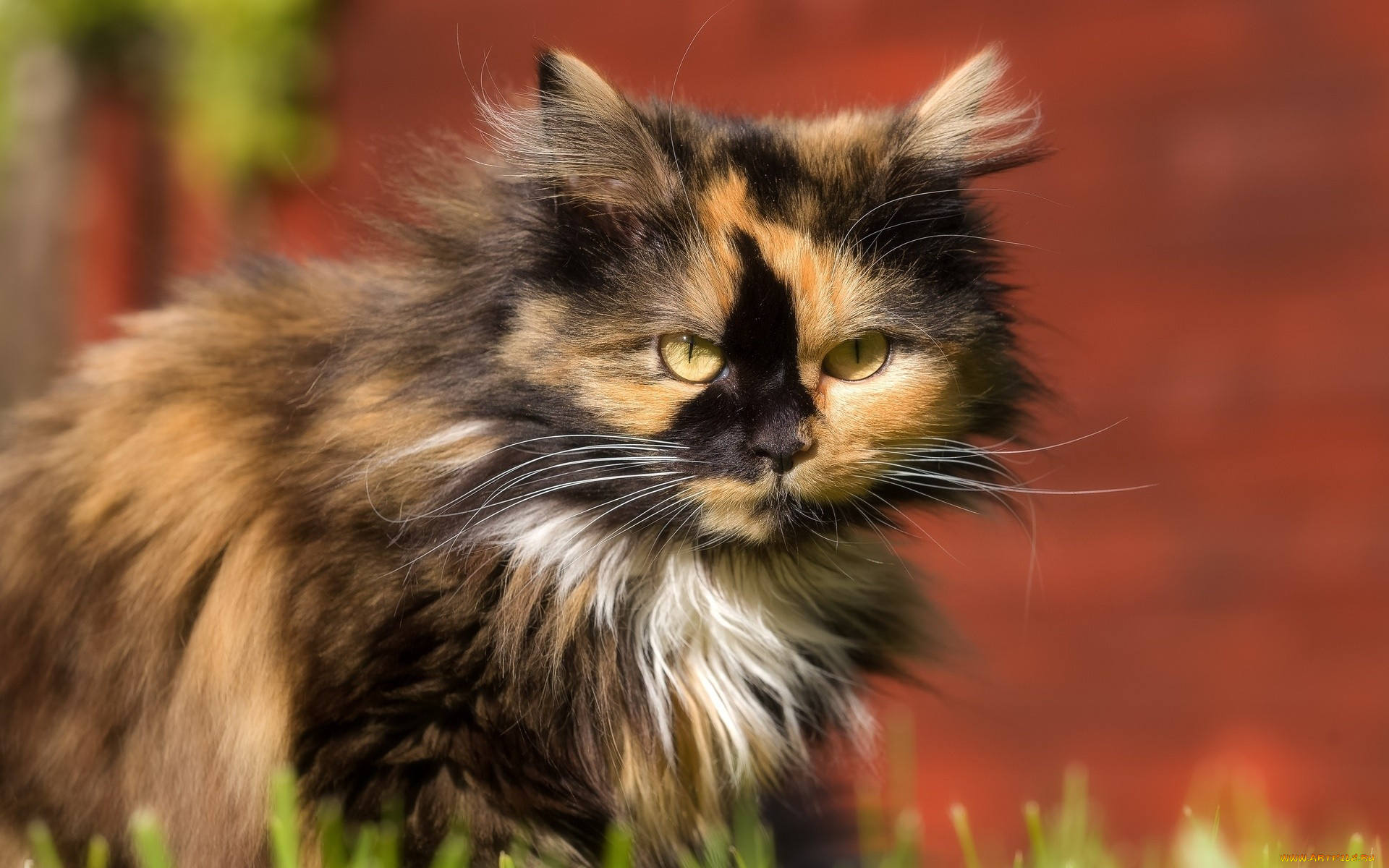 кот, животные, коты