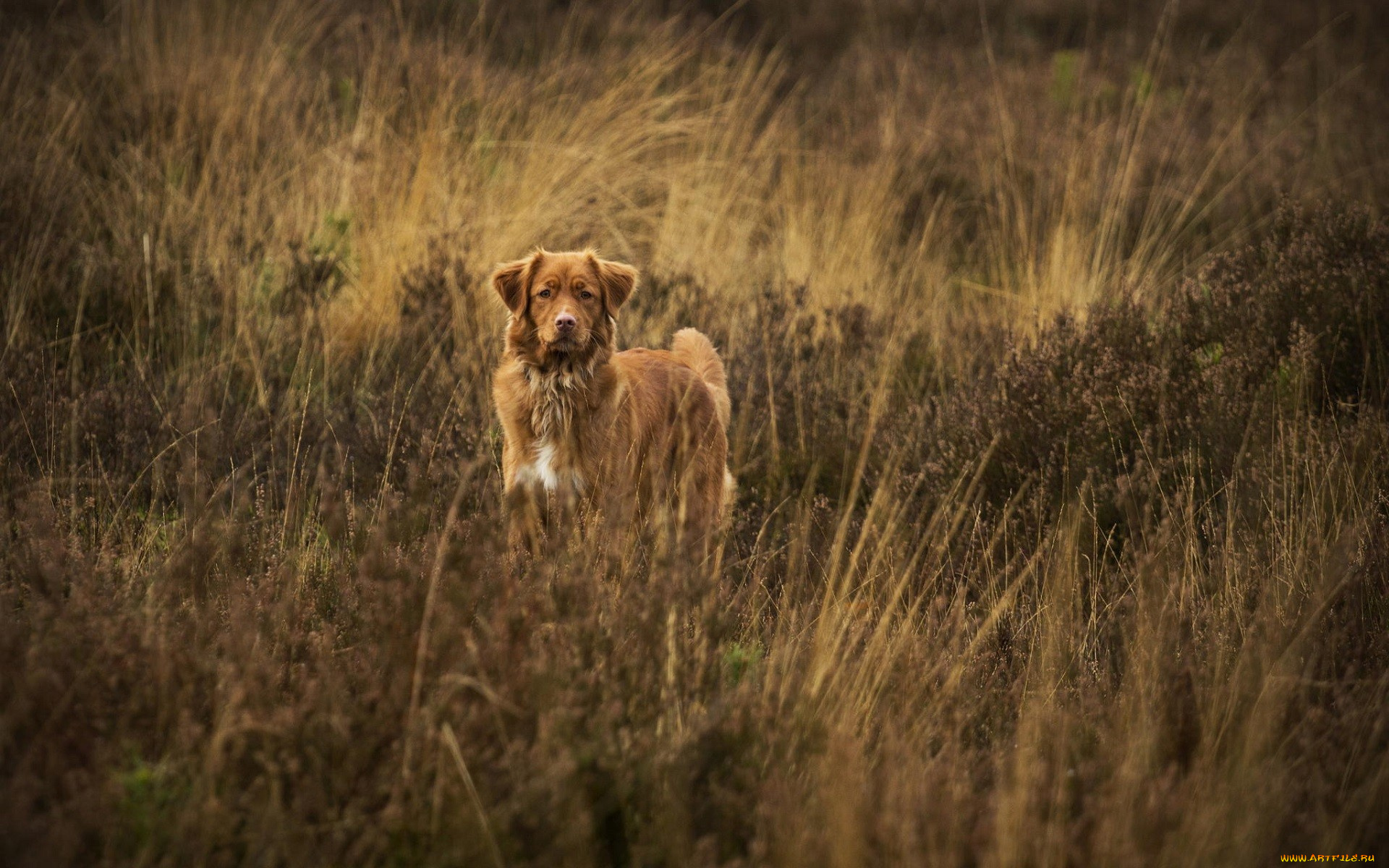собака, животные, собаки
