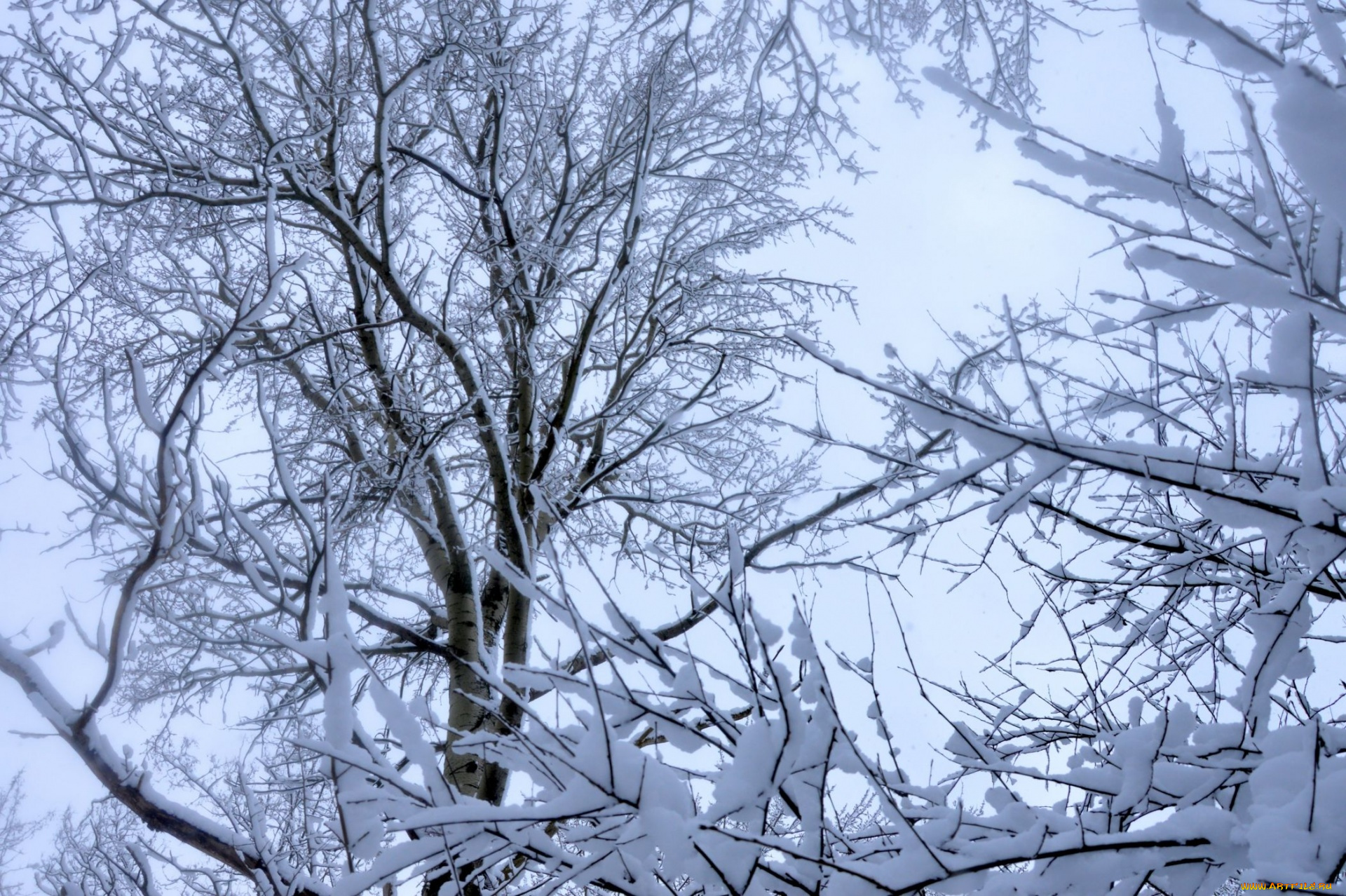 природа, зима, снег