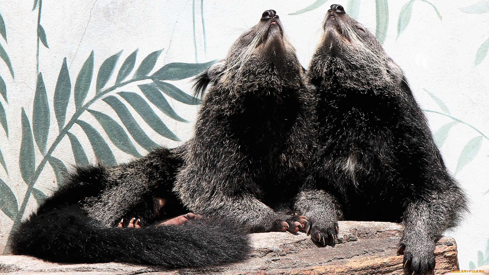 binturong, животные, -, другое, бинтуронг, млекопитающие, виверровые, хищники, шерсть, морда, когти, хвост