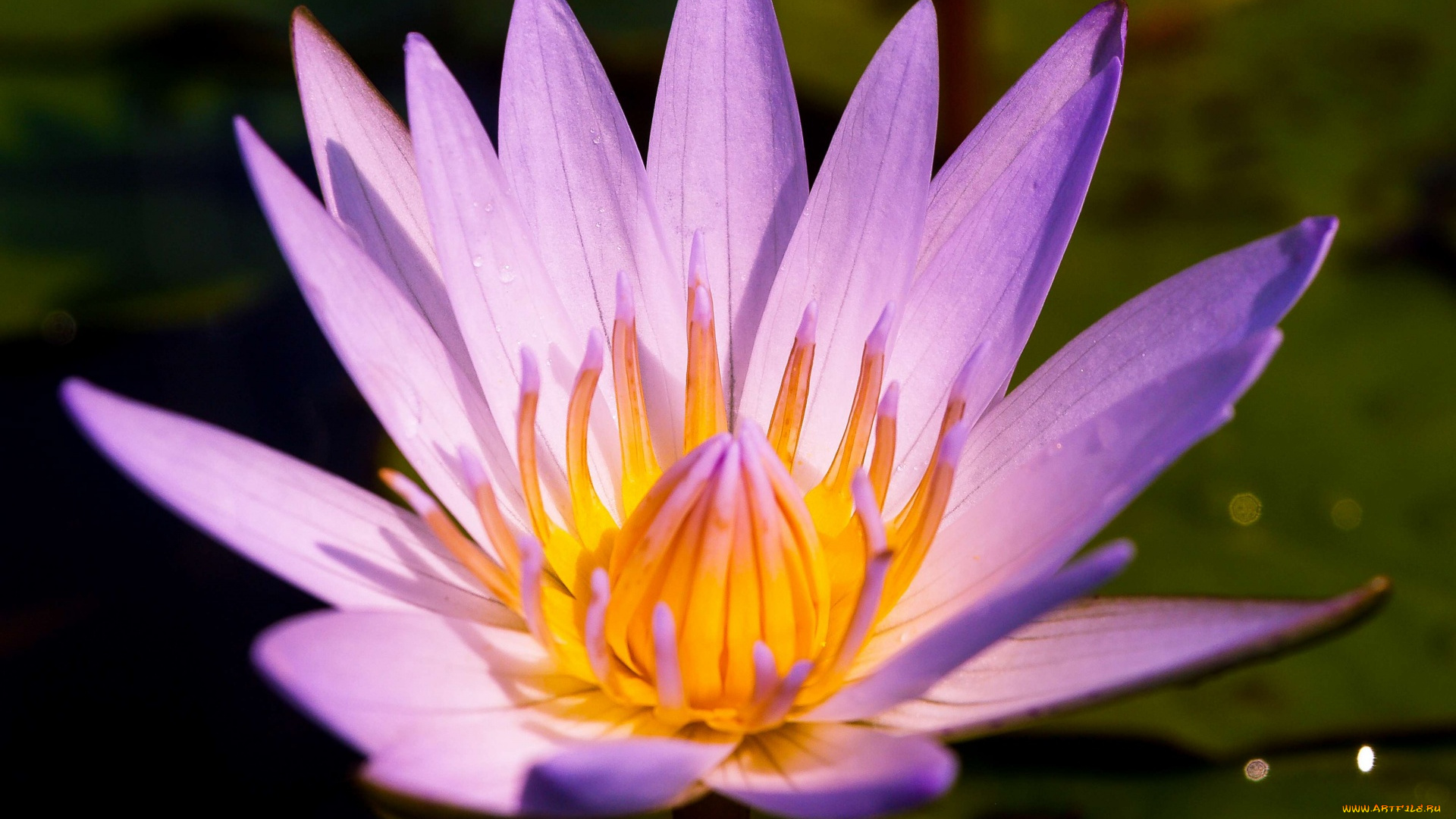 цветы, лотосы, макро