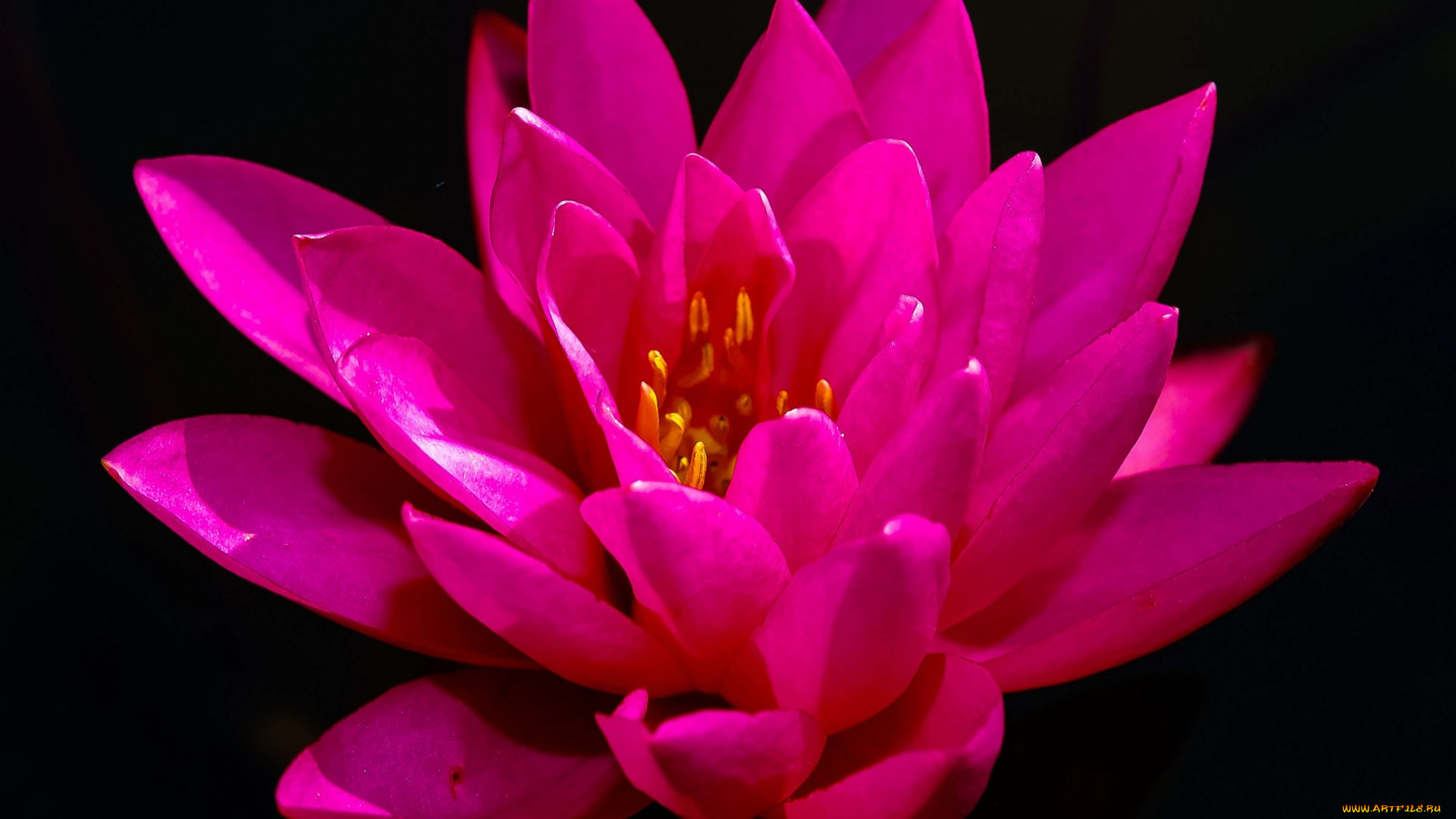 цветы, лотосы, розовый, лотос, макро