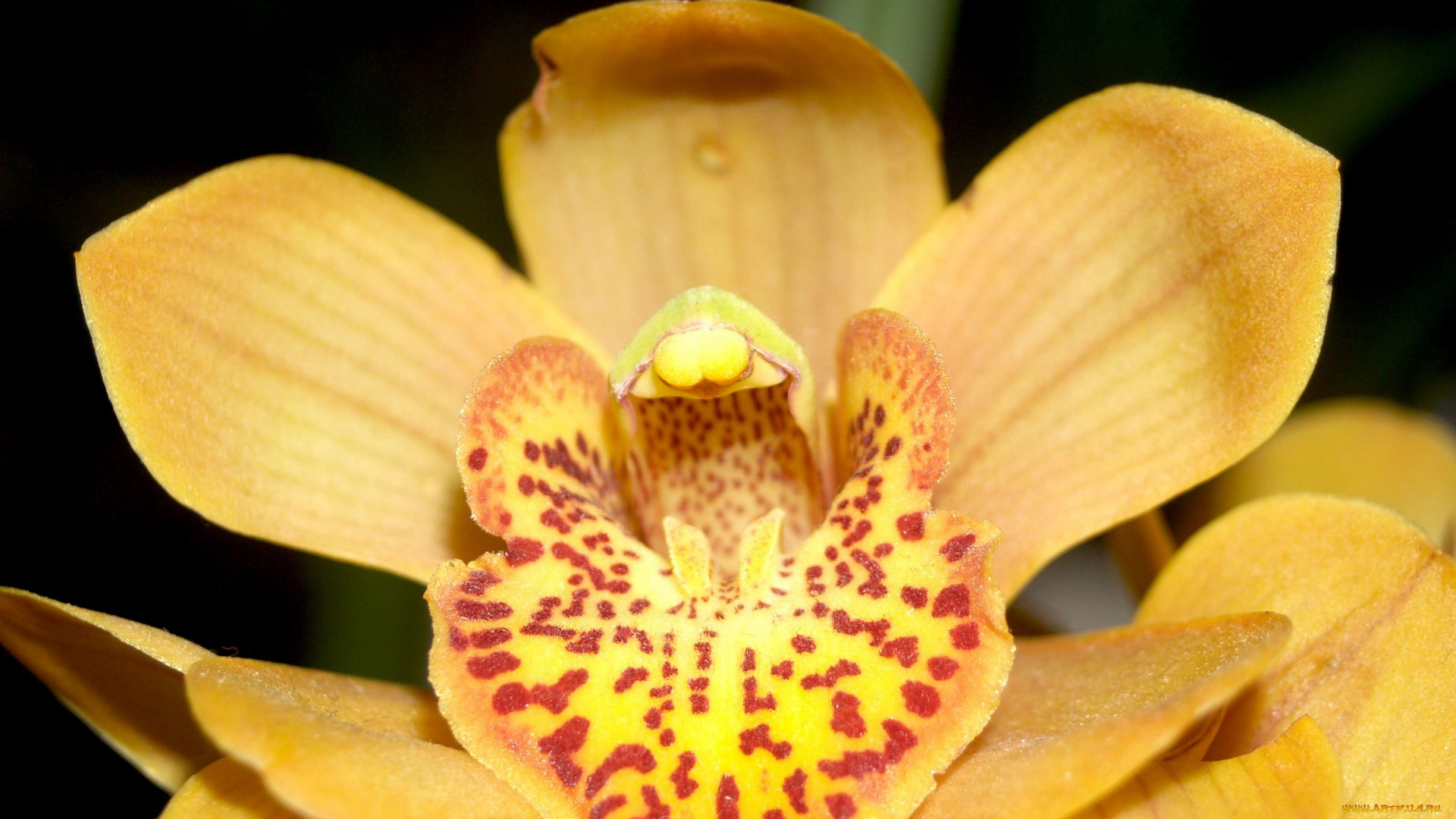 цветы, орхидеи, экзотика