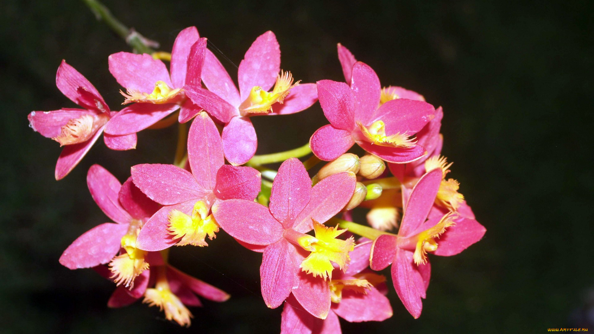 цветы, орхидеи, экзотика