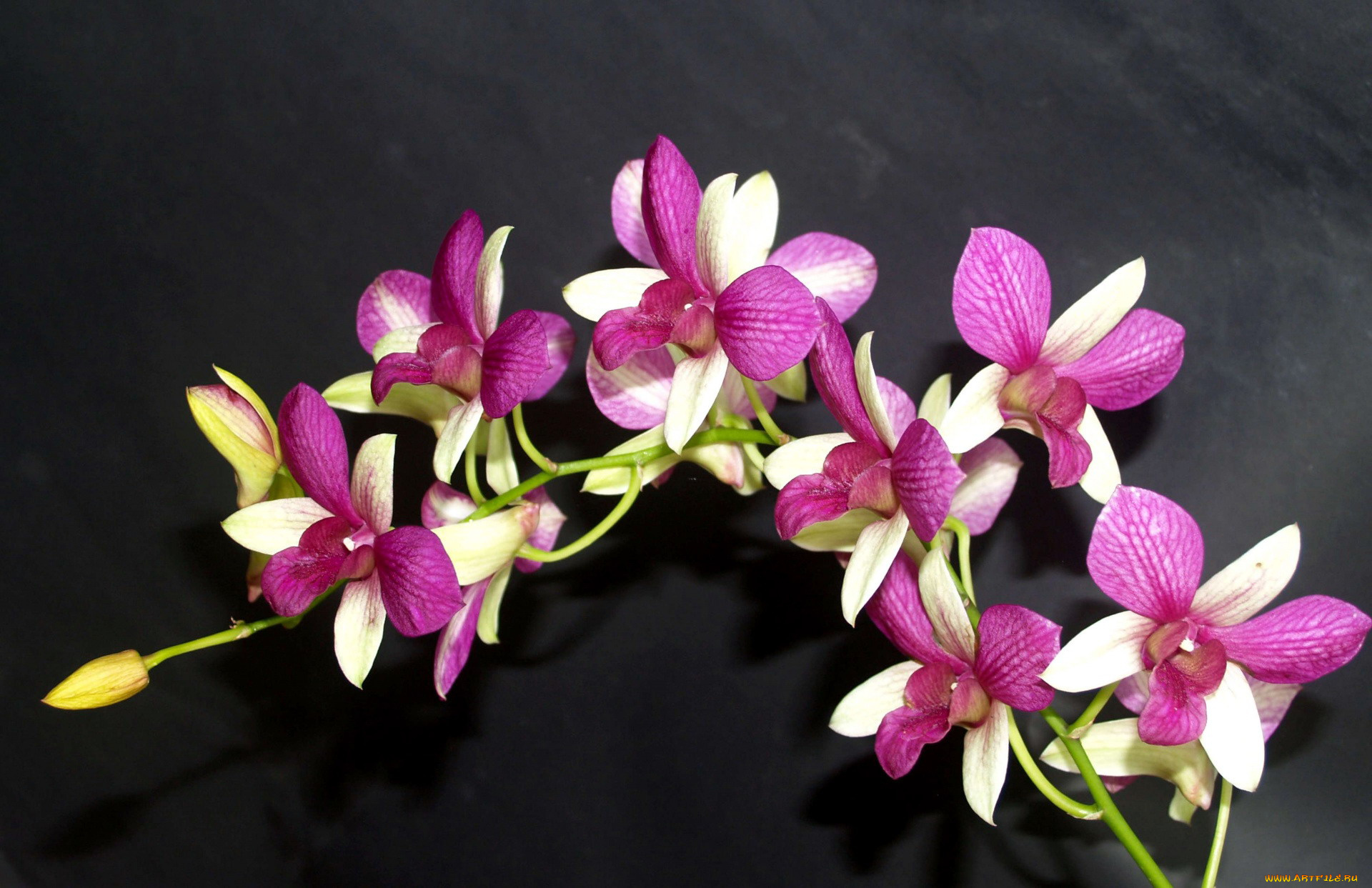 цветы, орхидеи, экзотика