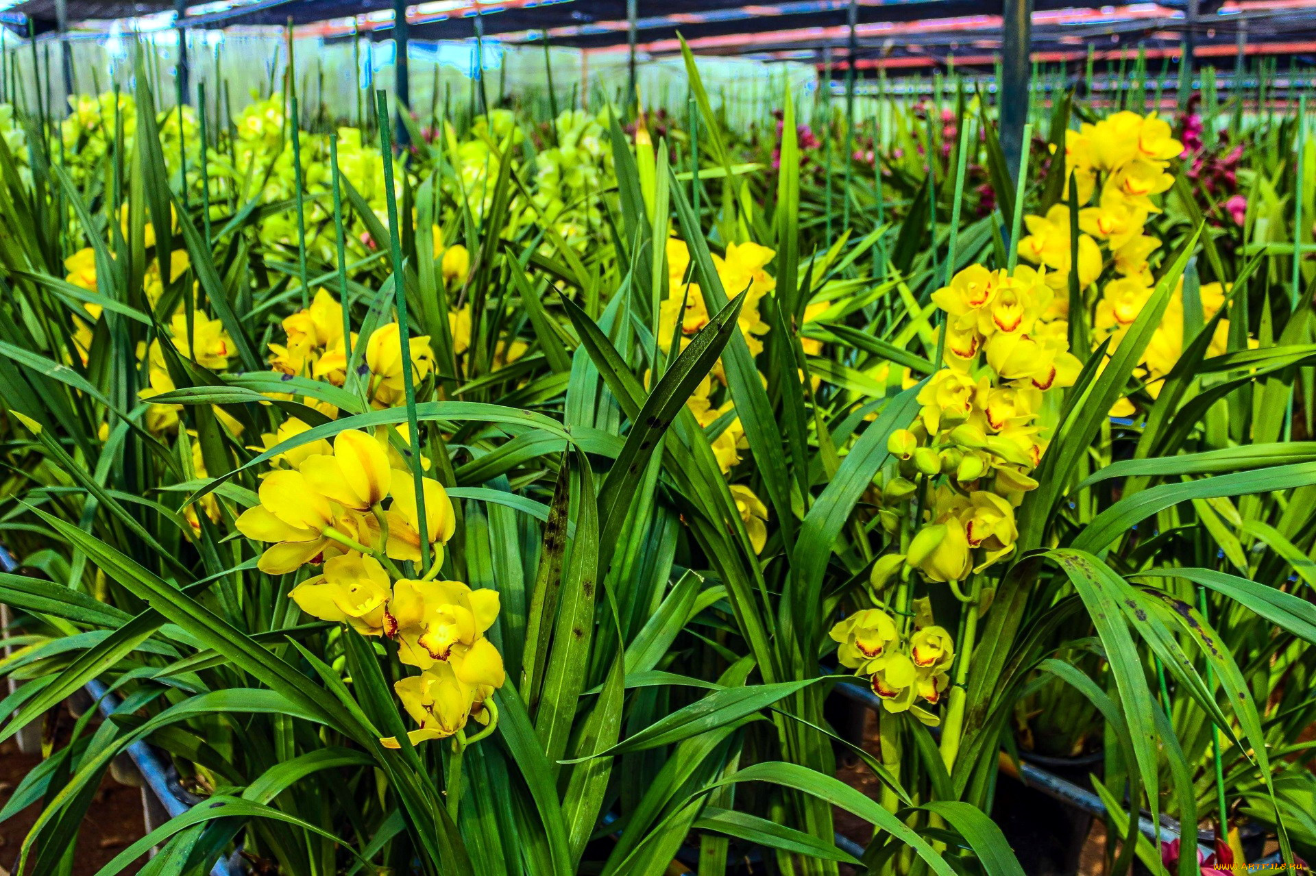 цветы, орхидеи, желтые