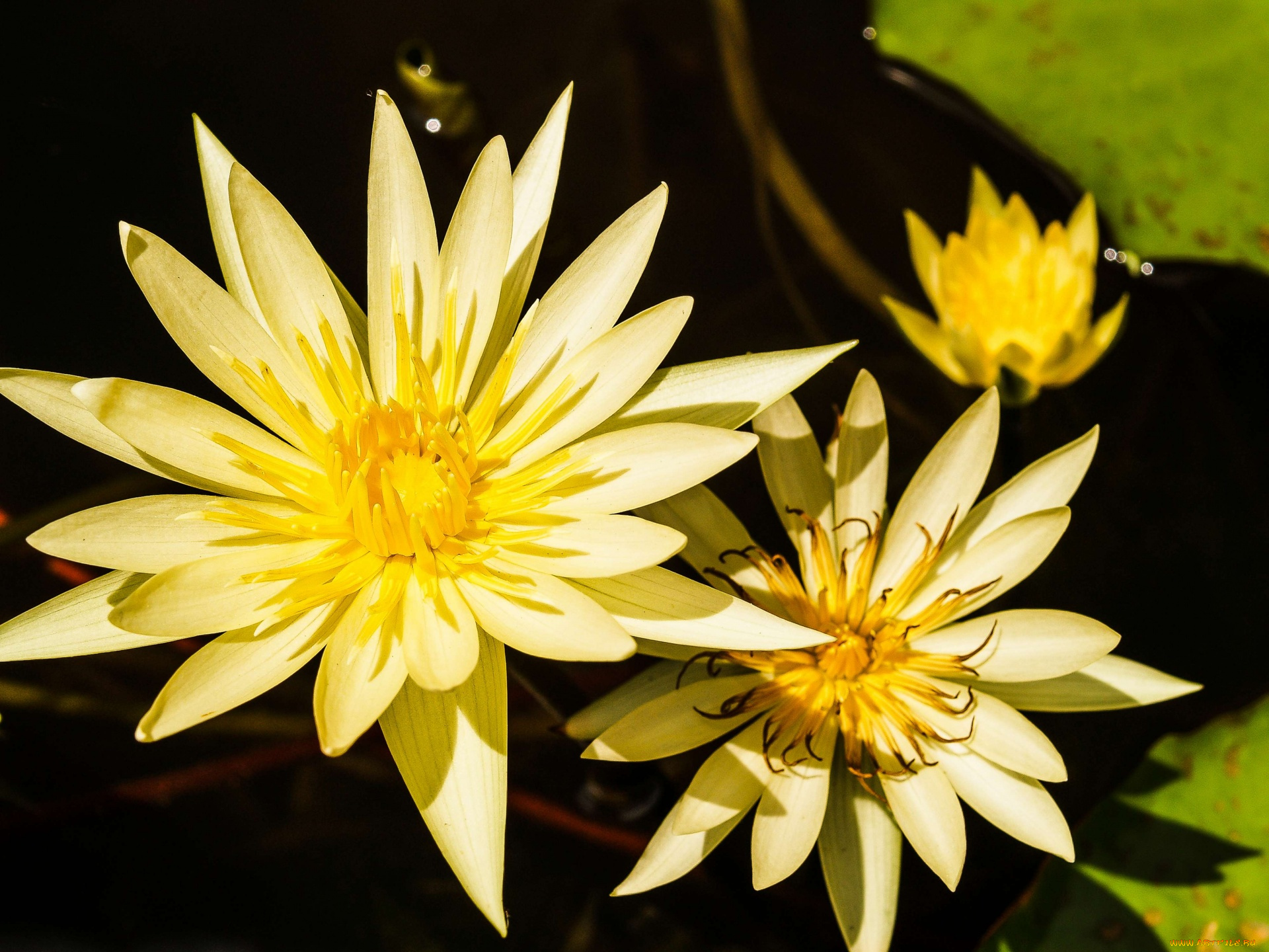 цветы, лотосы, лотос