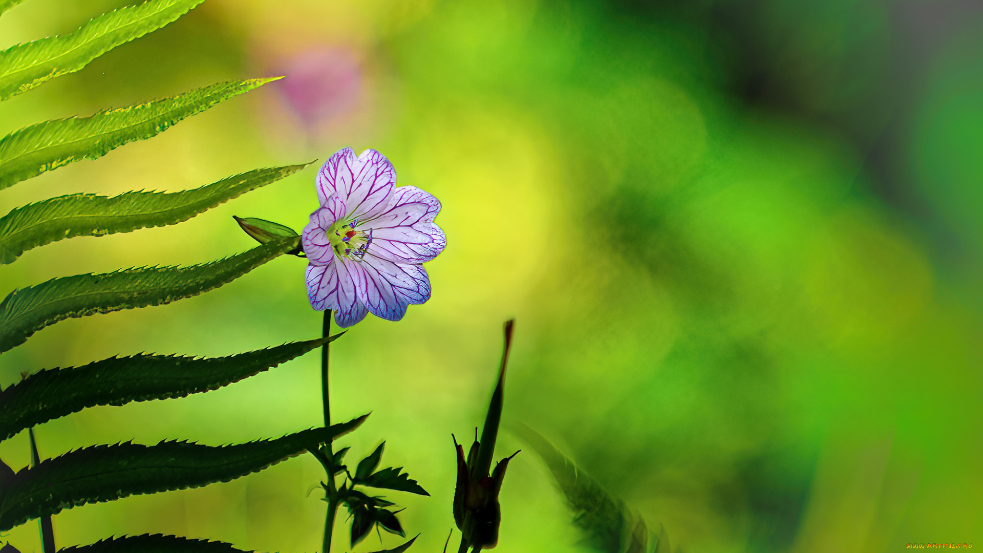 цветы, луговые, , полевые, , цветы, макро