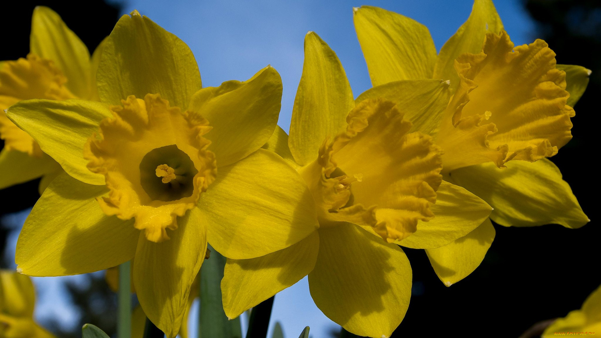 цветы, нарциссы