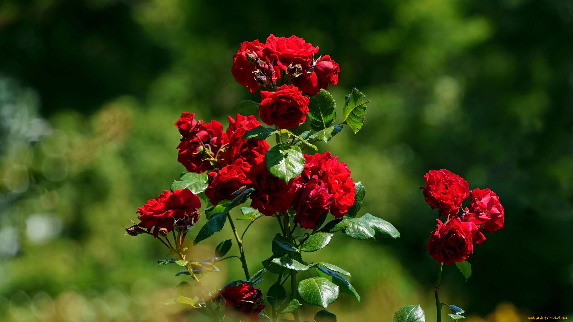 цветы, розы