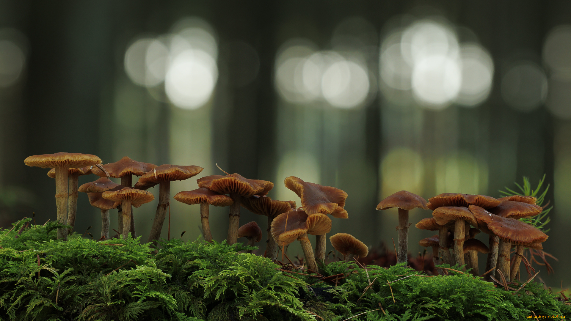 природа, грибы