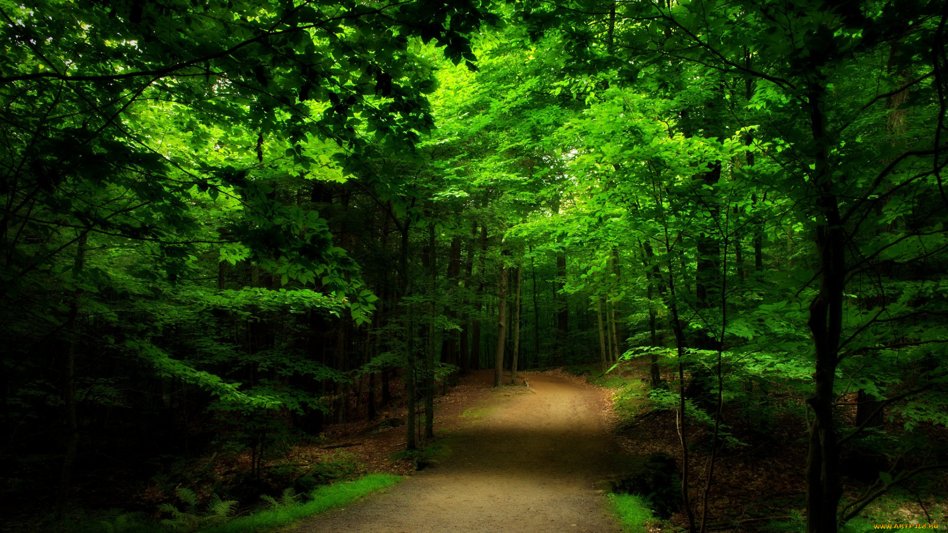 природа, лес, forest, road, trees, nature