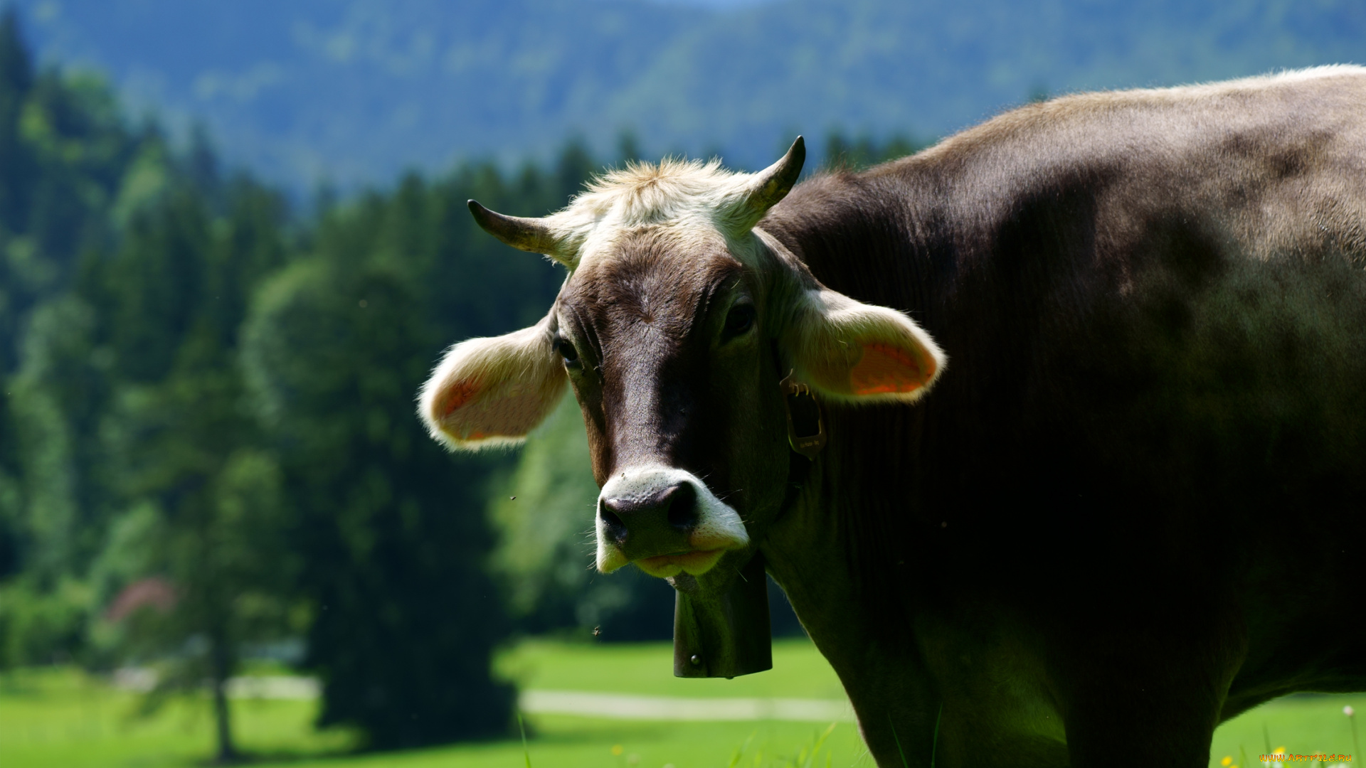 животные, коровы, , буйволы, корова