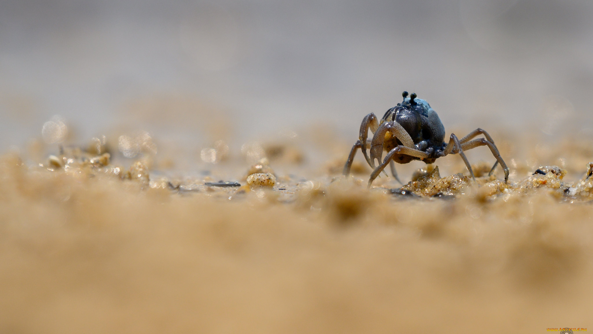животные, крабы, , раки, краб
