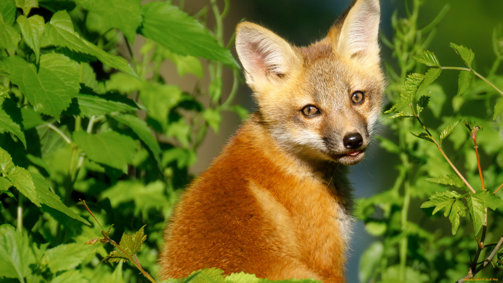 животные, лисы, лиса