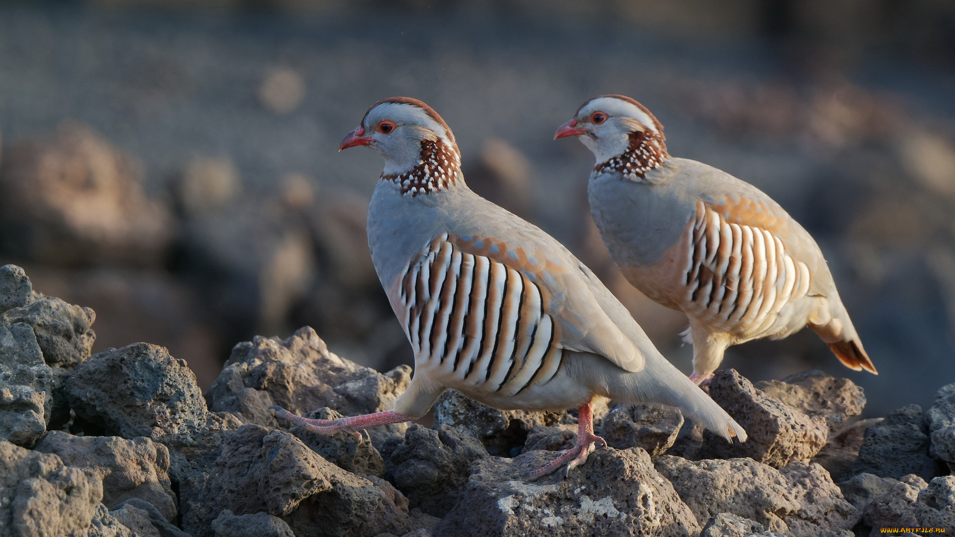 животные, птицы, пара