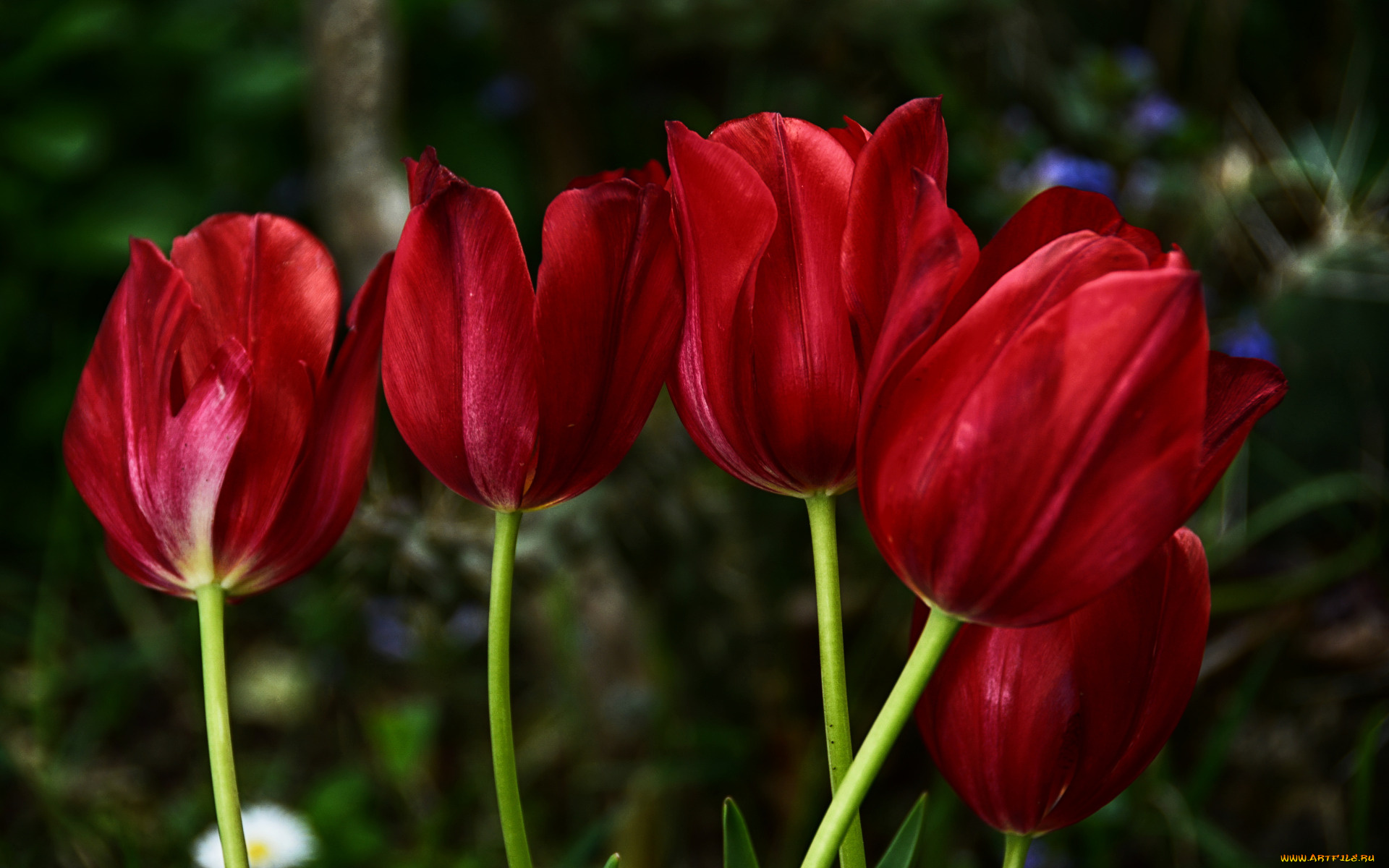 цветы, тюльпаны