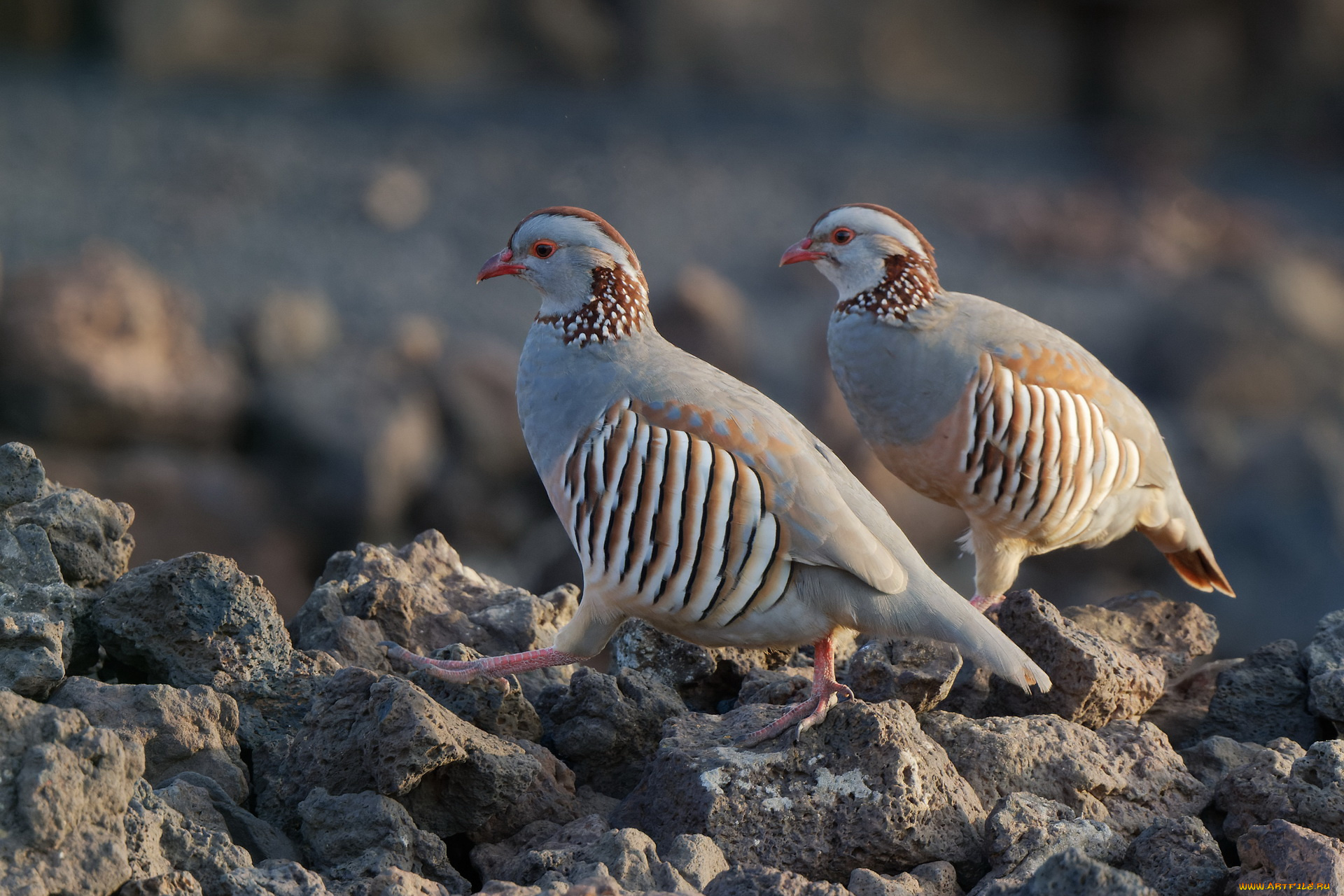 животные, птицы, пара