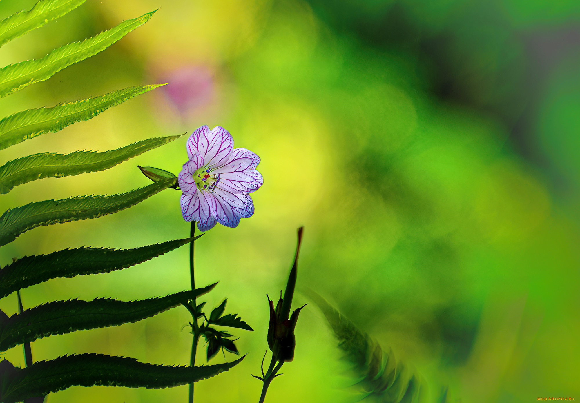 цветы, луговые, , полевые, , цветы, макро