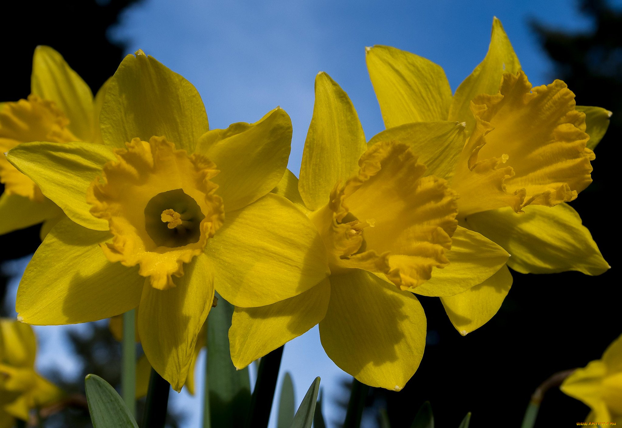цветы, нарциссы