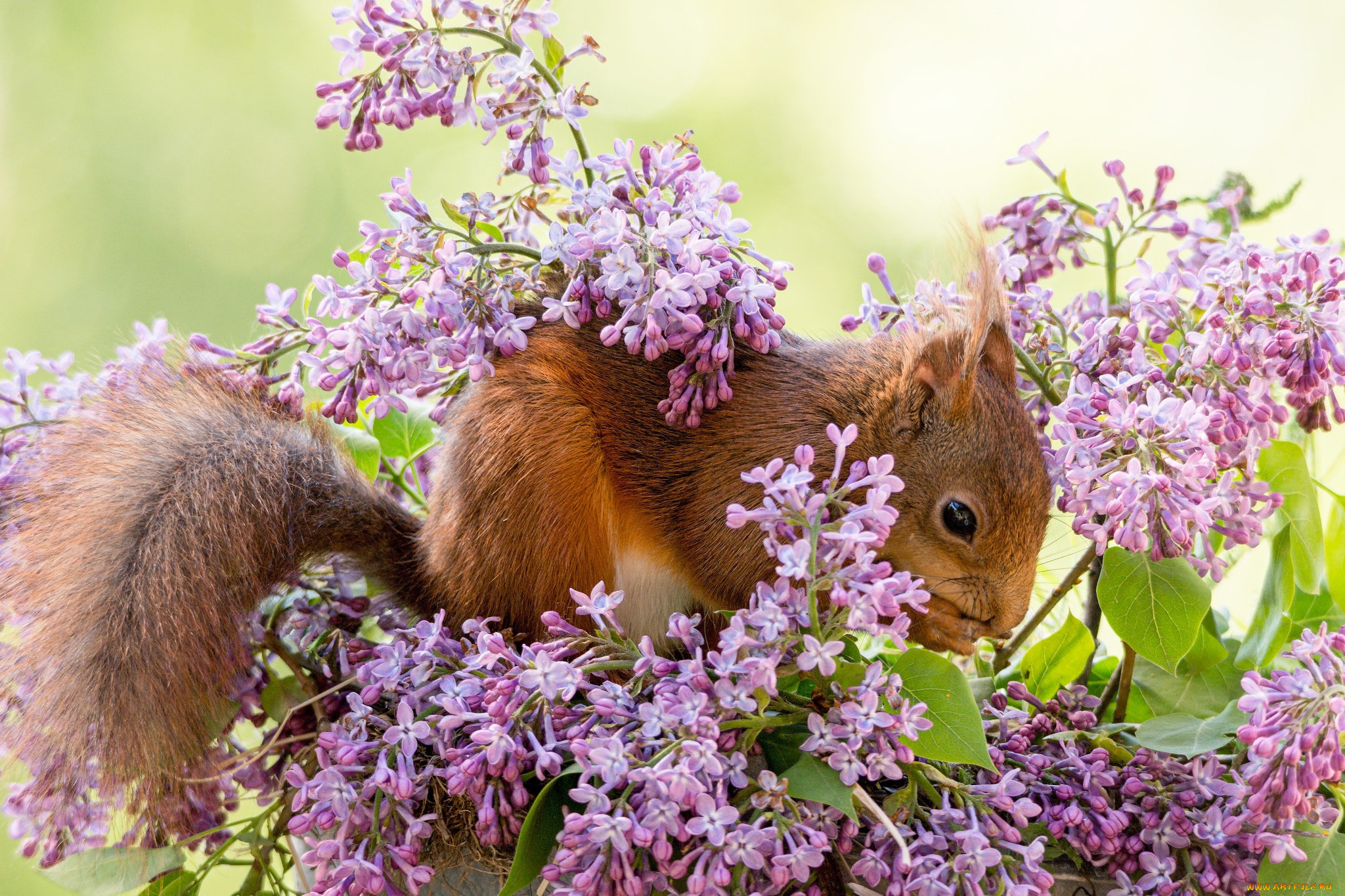 животные, белки, белка