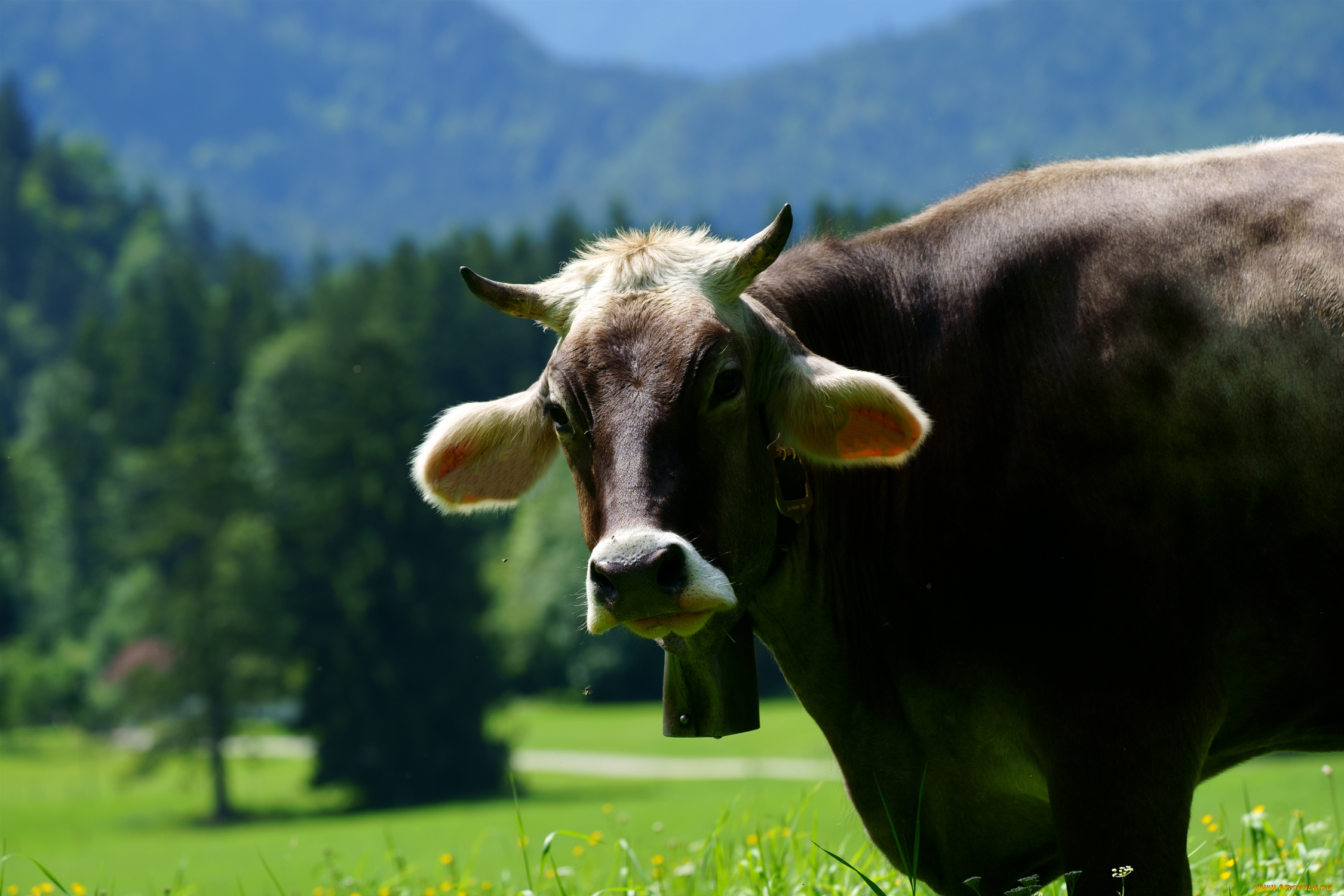 животные, коровы, , буйволы, корова