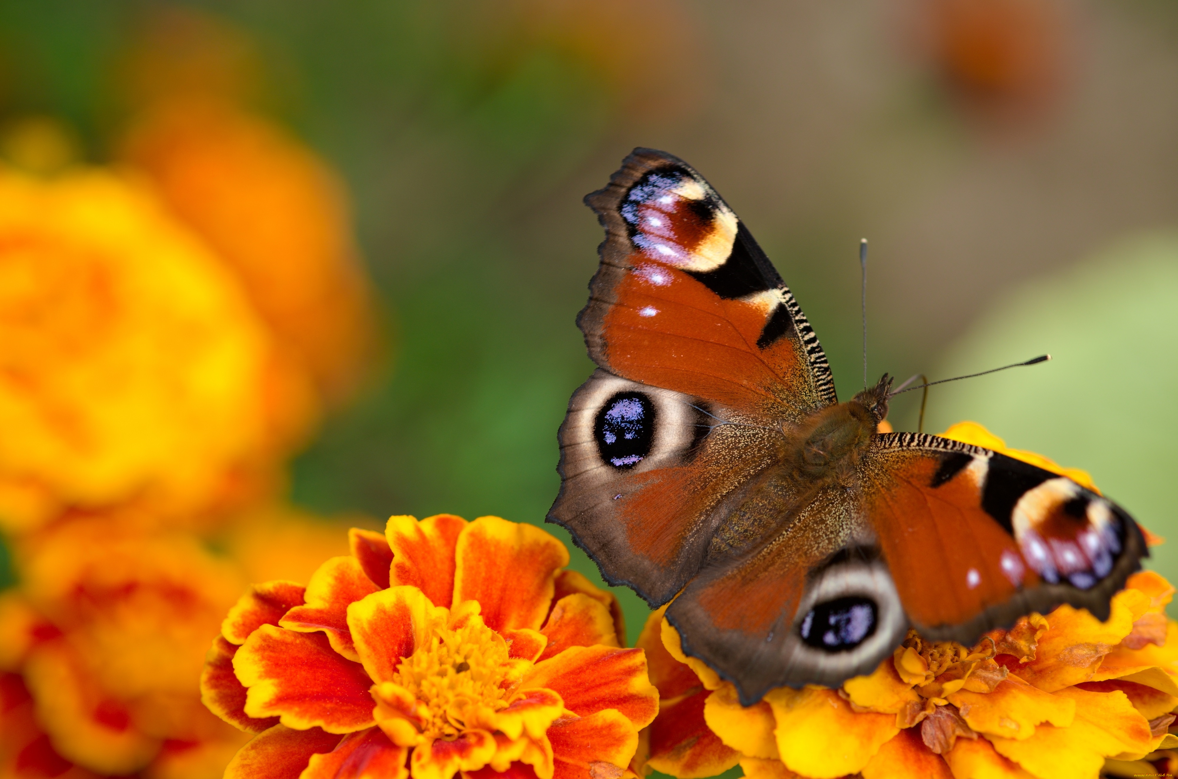 животные, бабочки, , мотыльки, , моли, бабочка