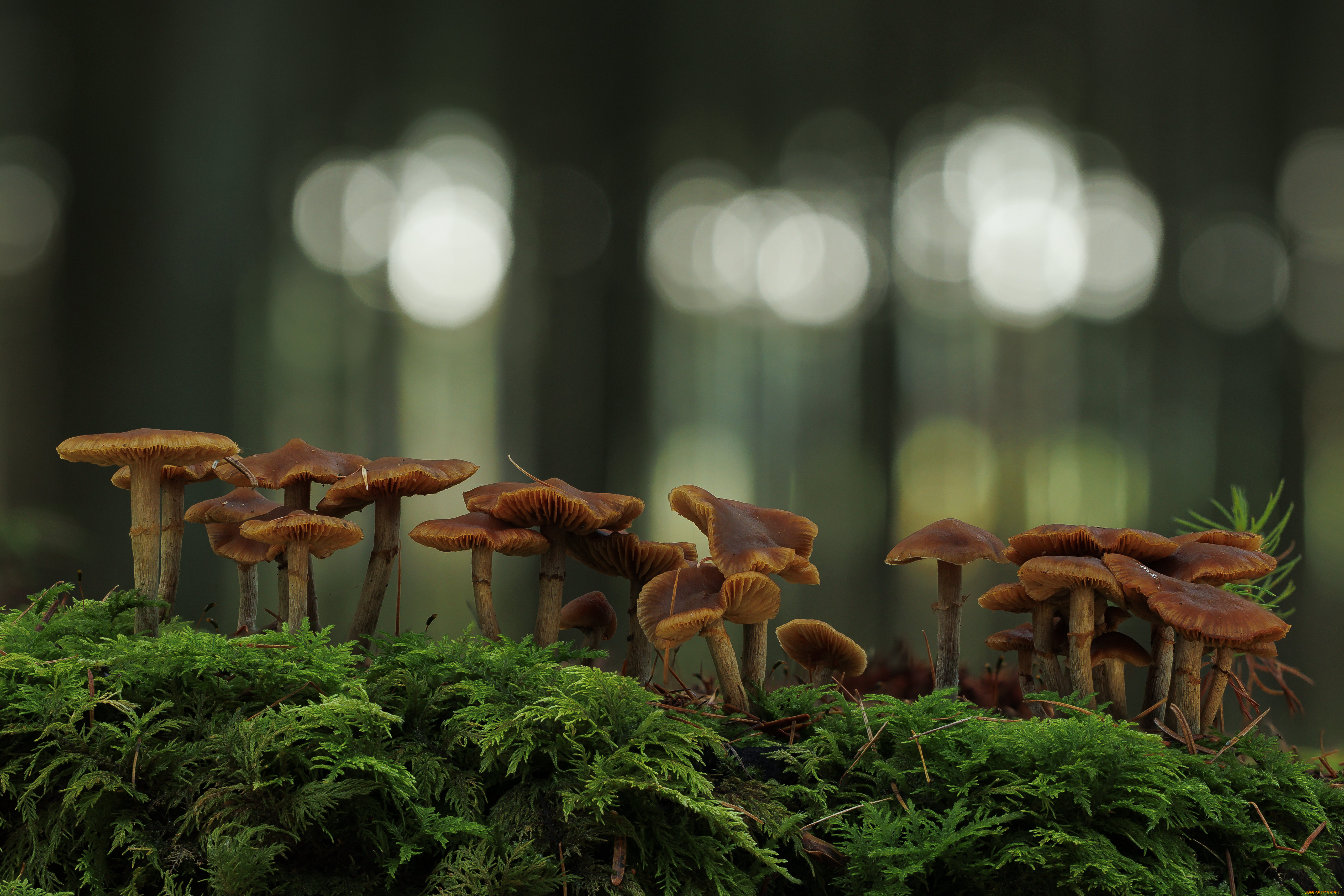 природа, грибы