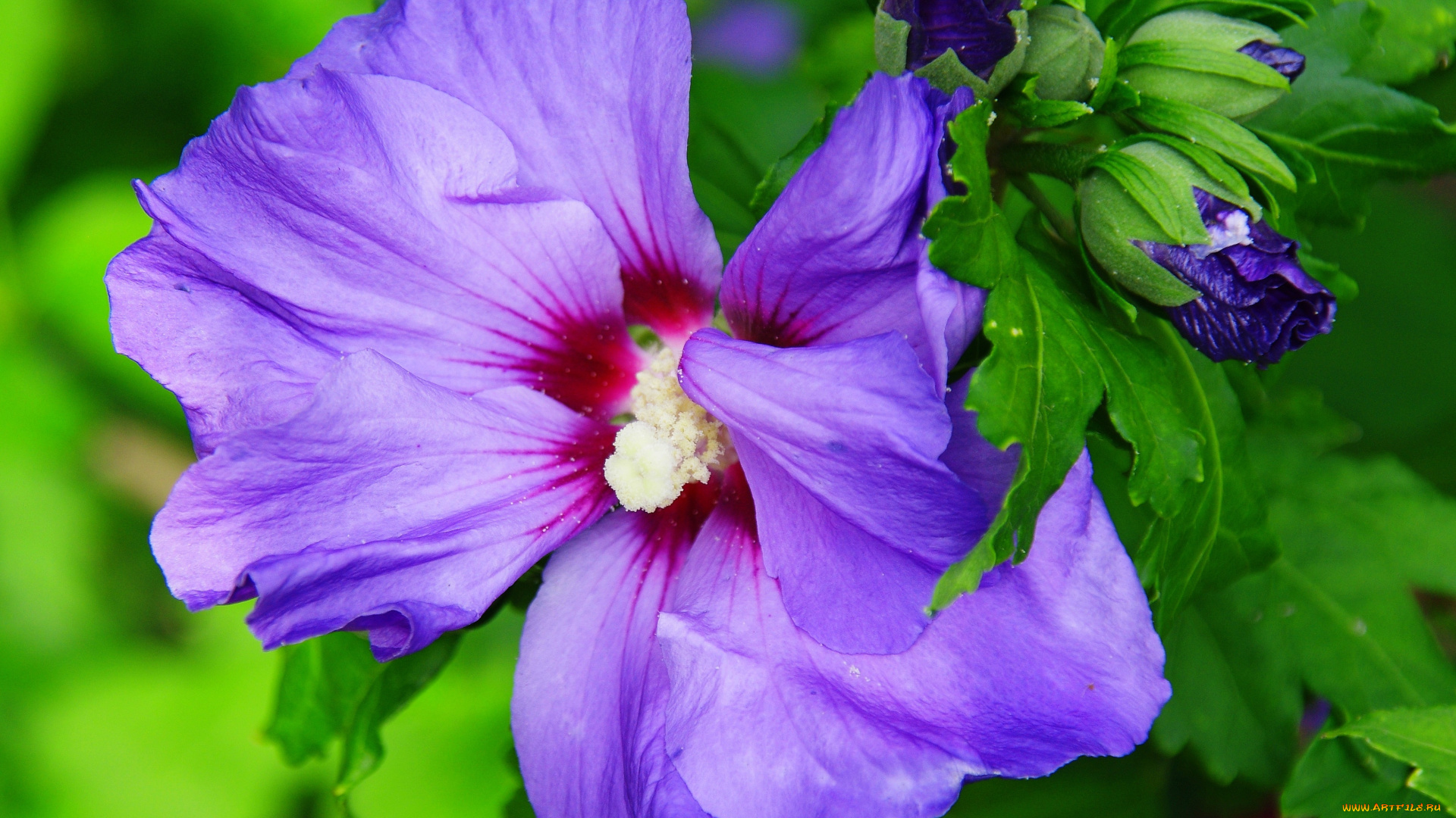 цветы, гибискусы, цветок