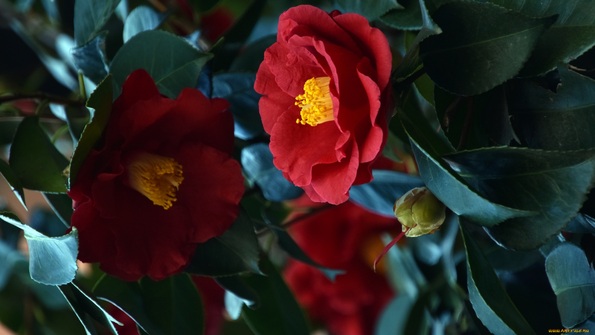 цветы, камелии, камелия