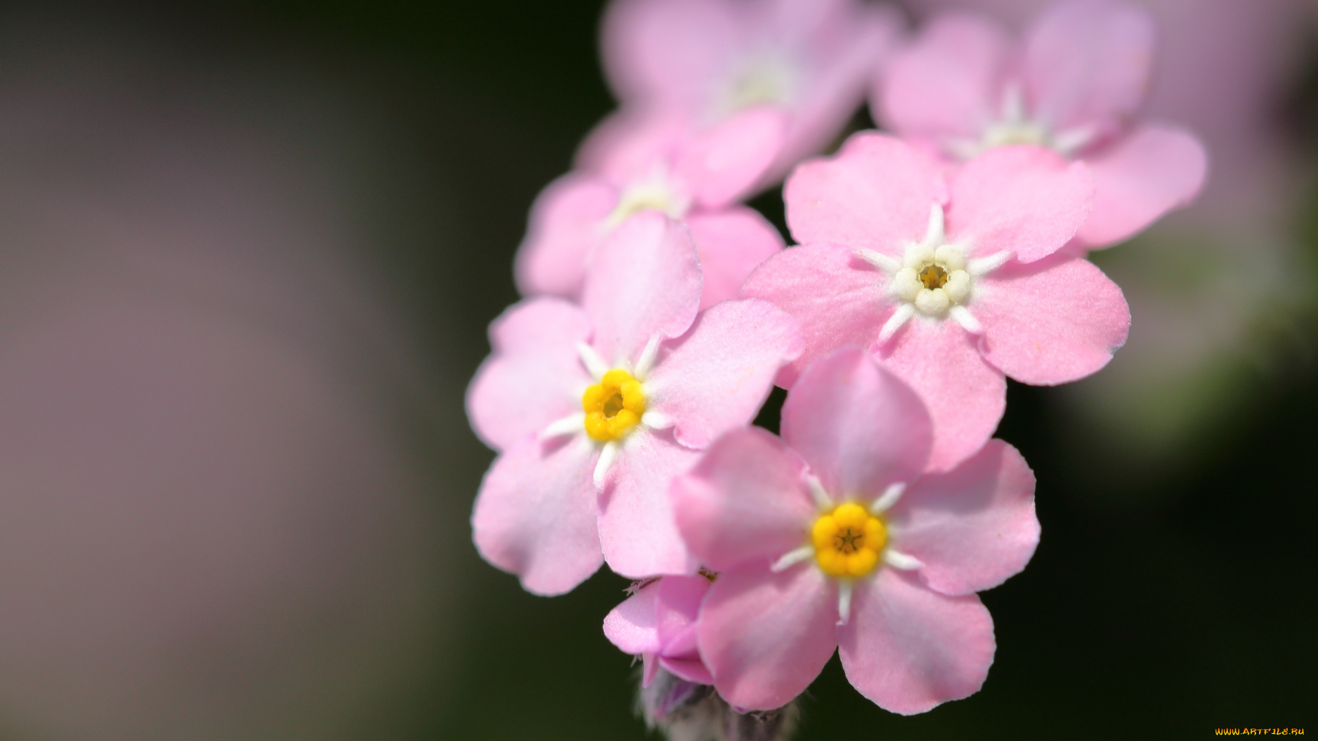 цветы, незабудки