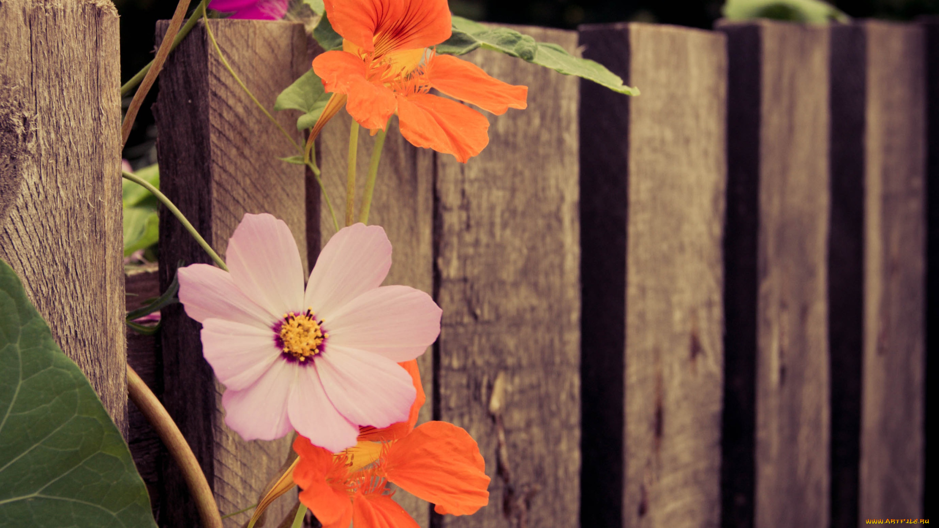 цветы, разные, вместе