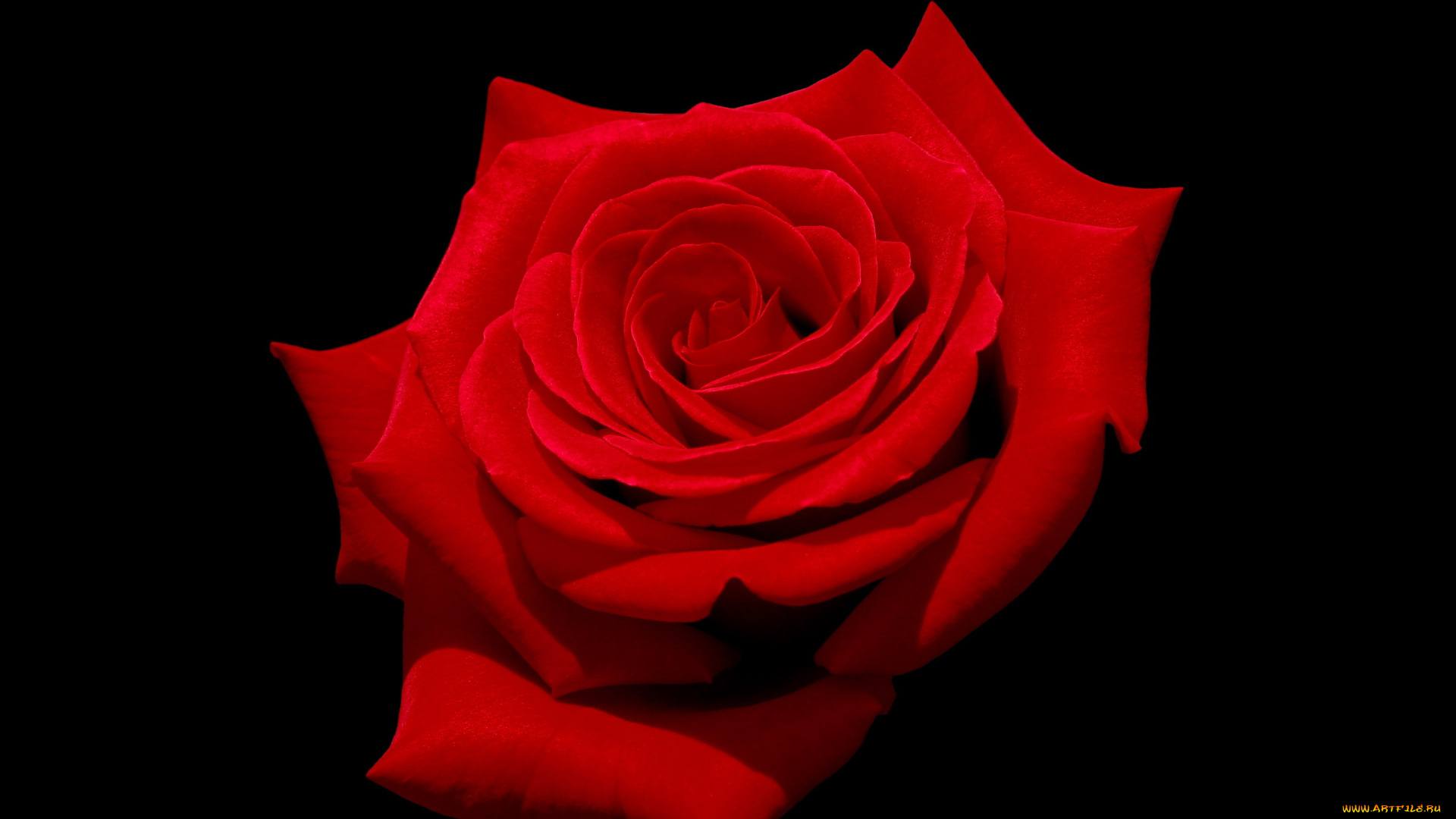 цветы, розы, красная, роза