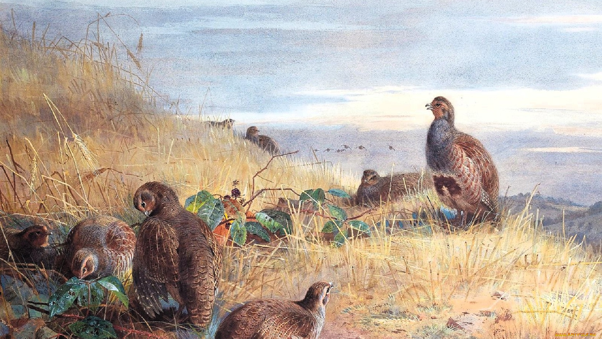 рисованное, archibald, thorburn, куропатки, стая, птицы, трава