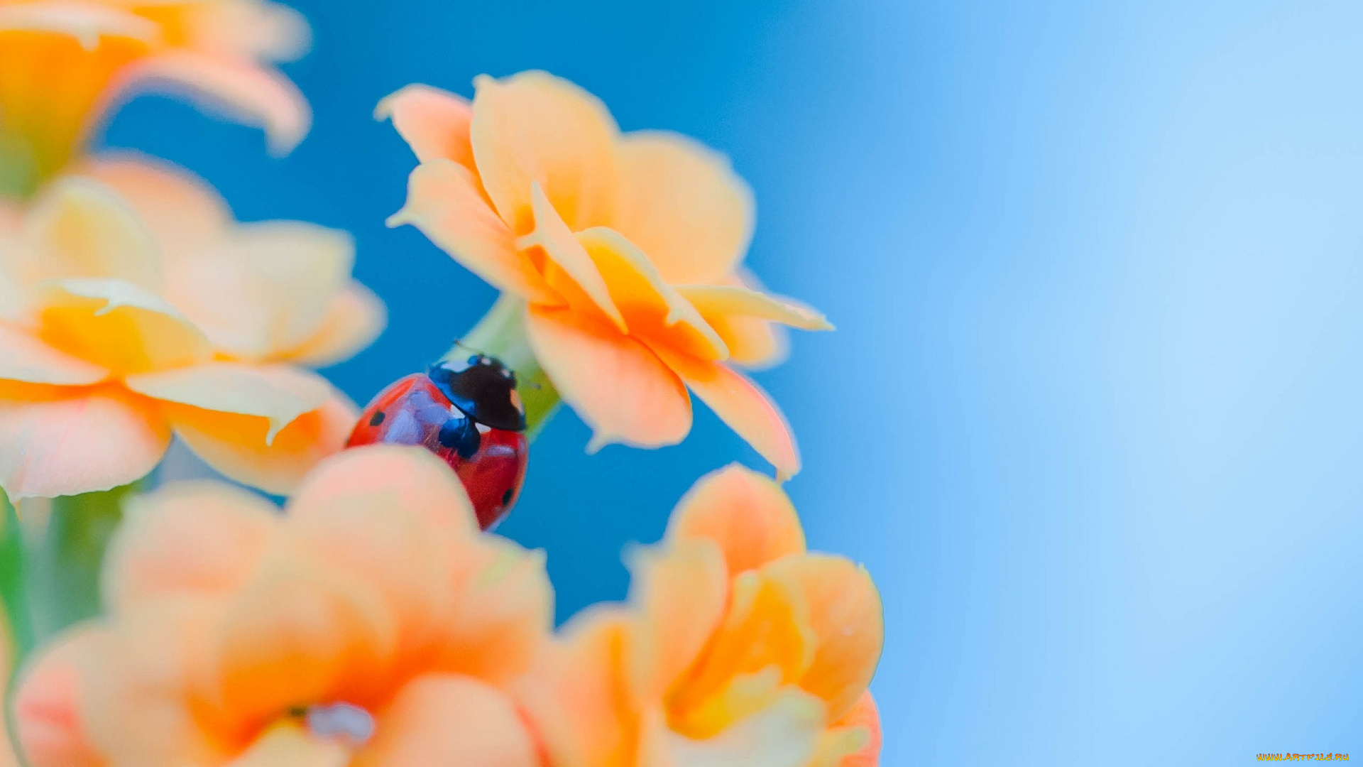 животные, божьи, коровки, цветы