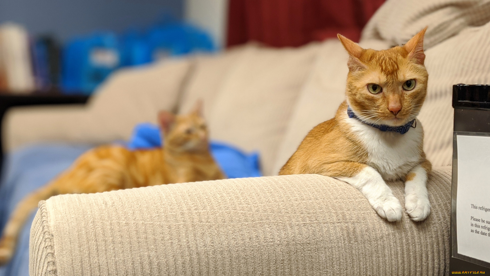 животные, коты, кот, кошка