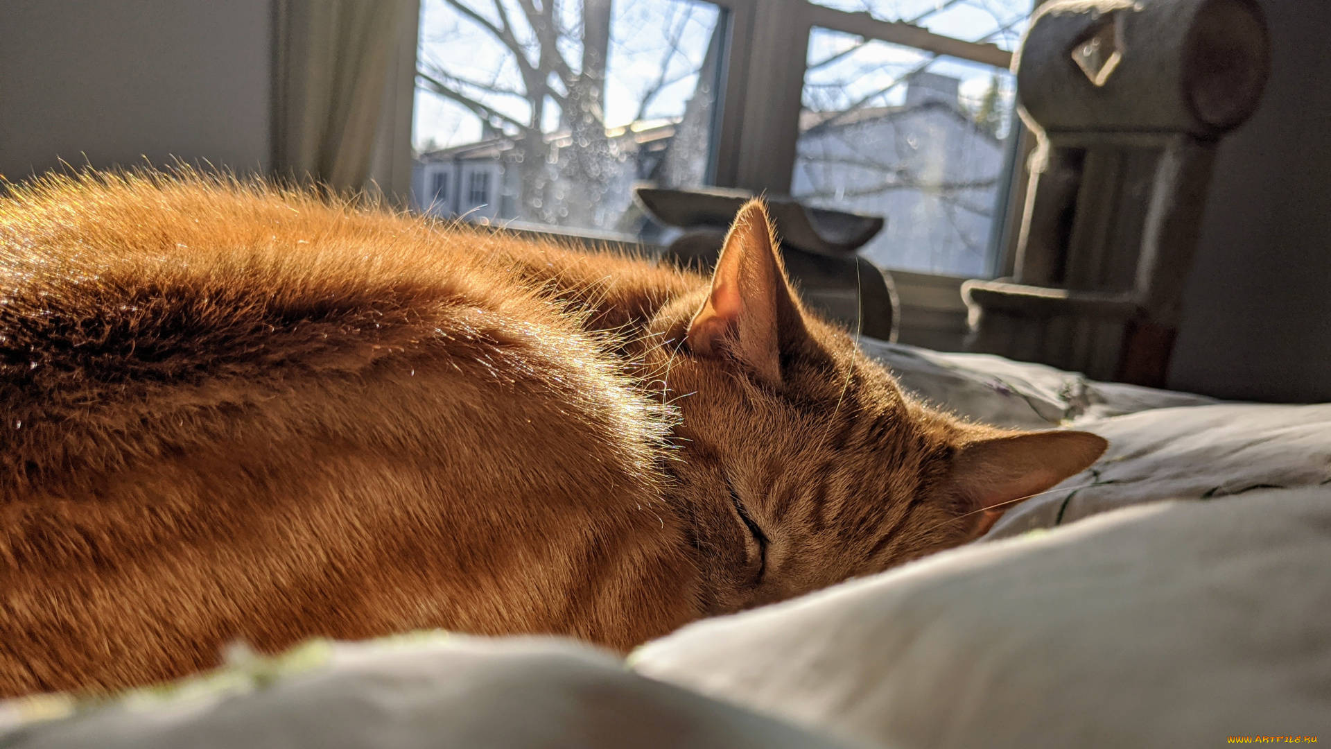 животные, коты, кот, кошка