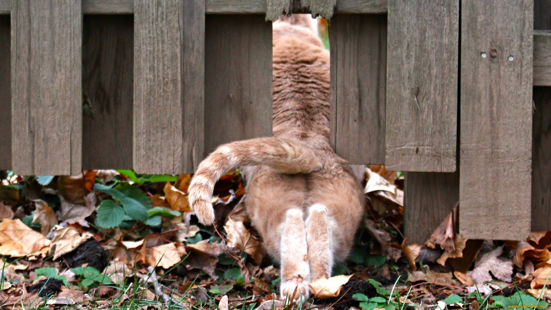 животные, коты, кот, кошка