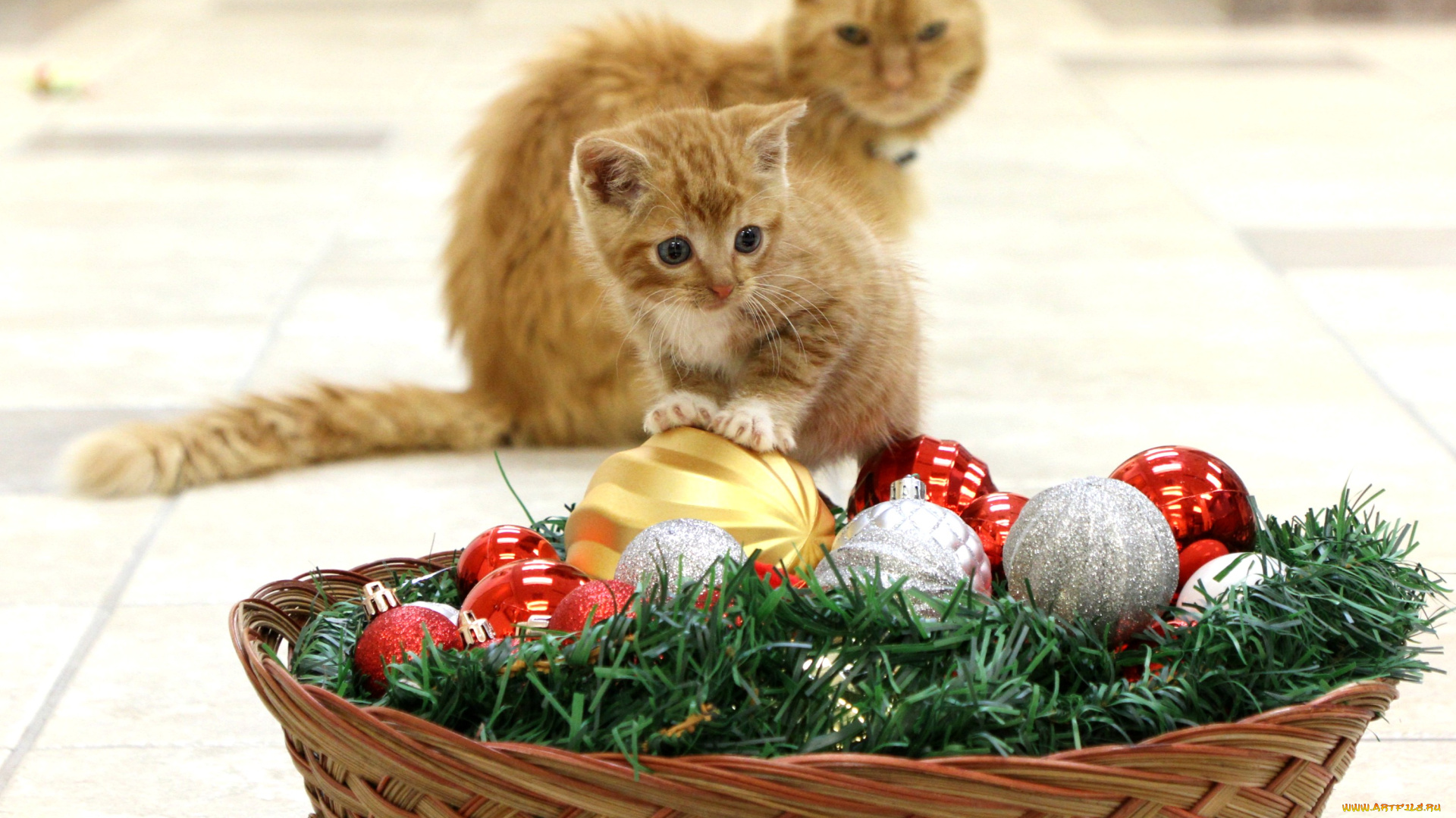 животные, коты, кот, кошка