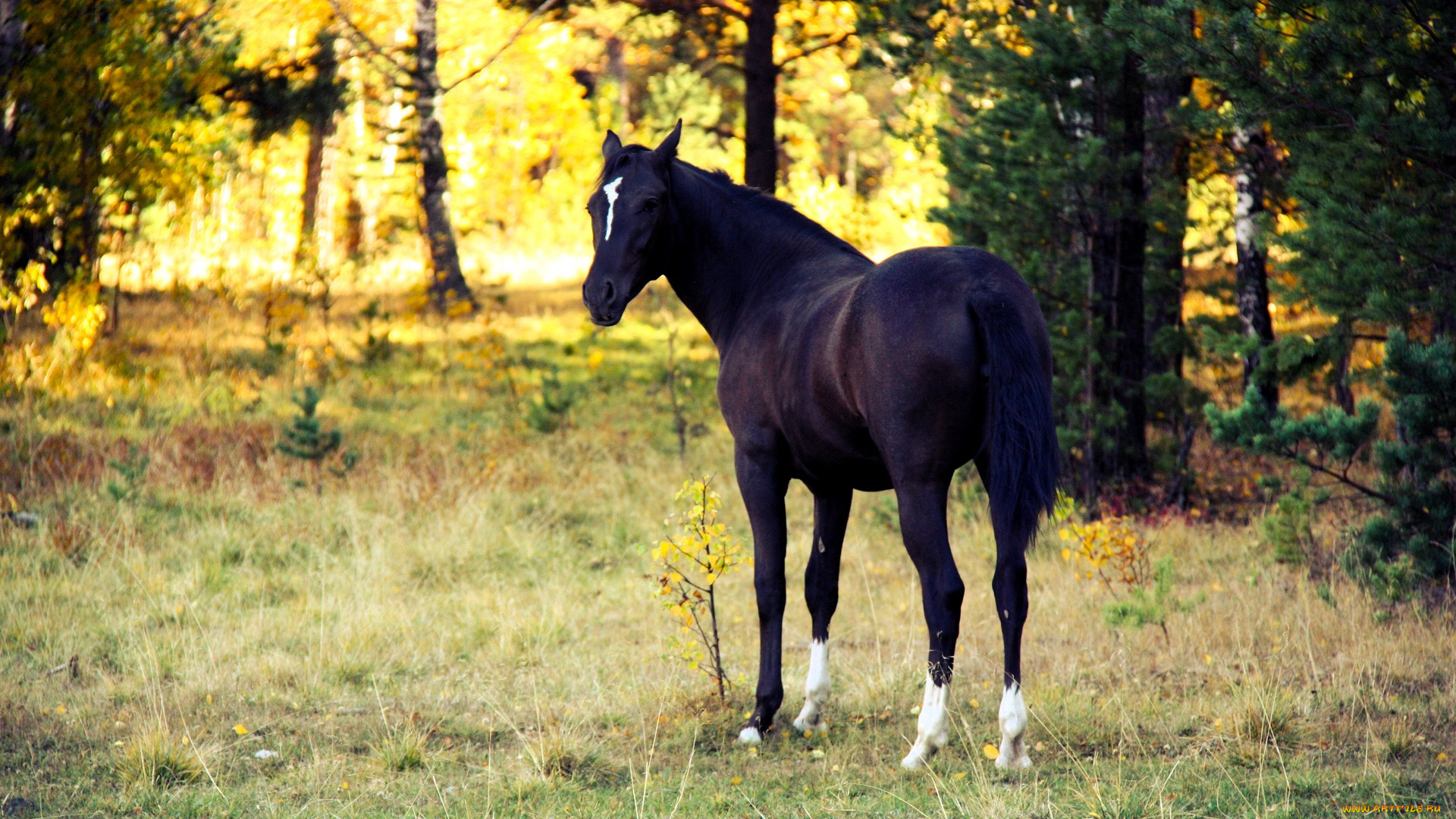 животные, лошади, лошадь, поляна, лес, деревья