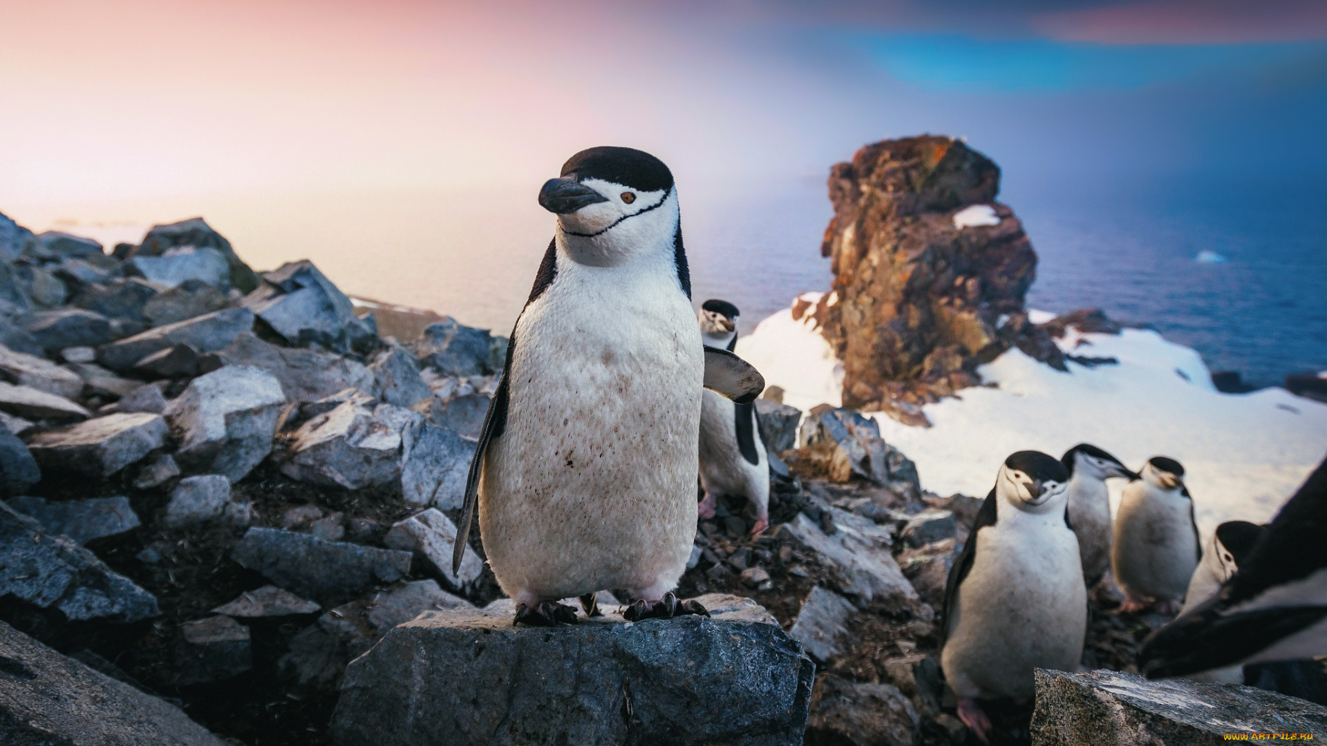 животные, пингвины, птицы