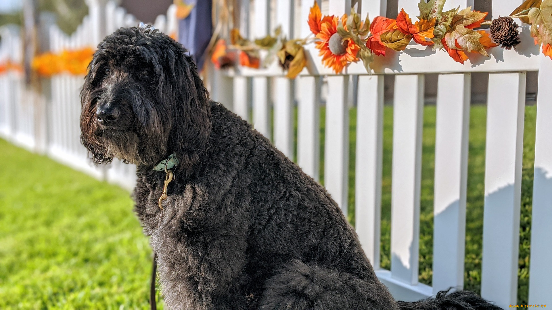 животные, собаки, собака