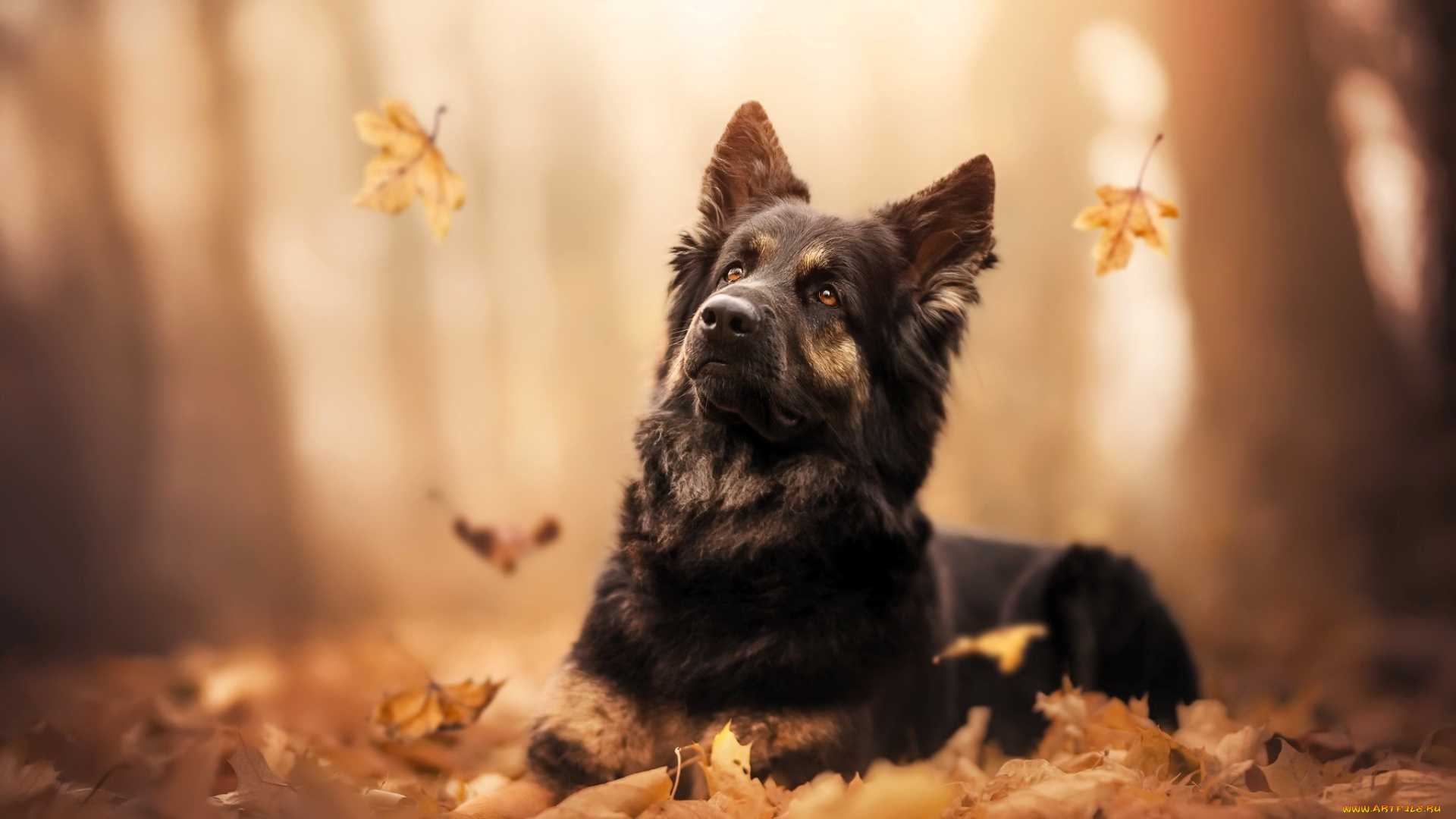 животные, собаки, собака, овчарка, листья, осень