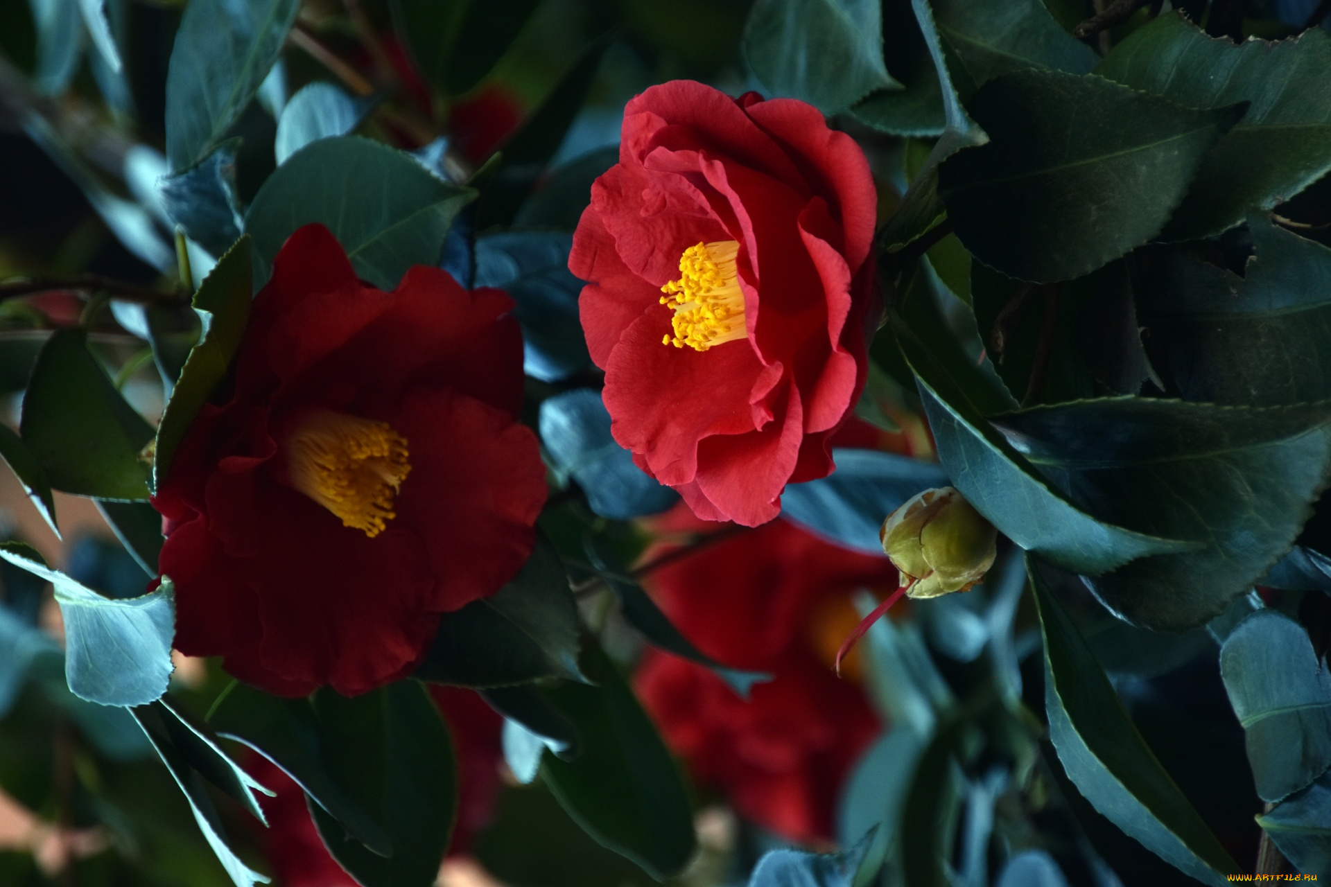 цветы, камелии, камелия