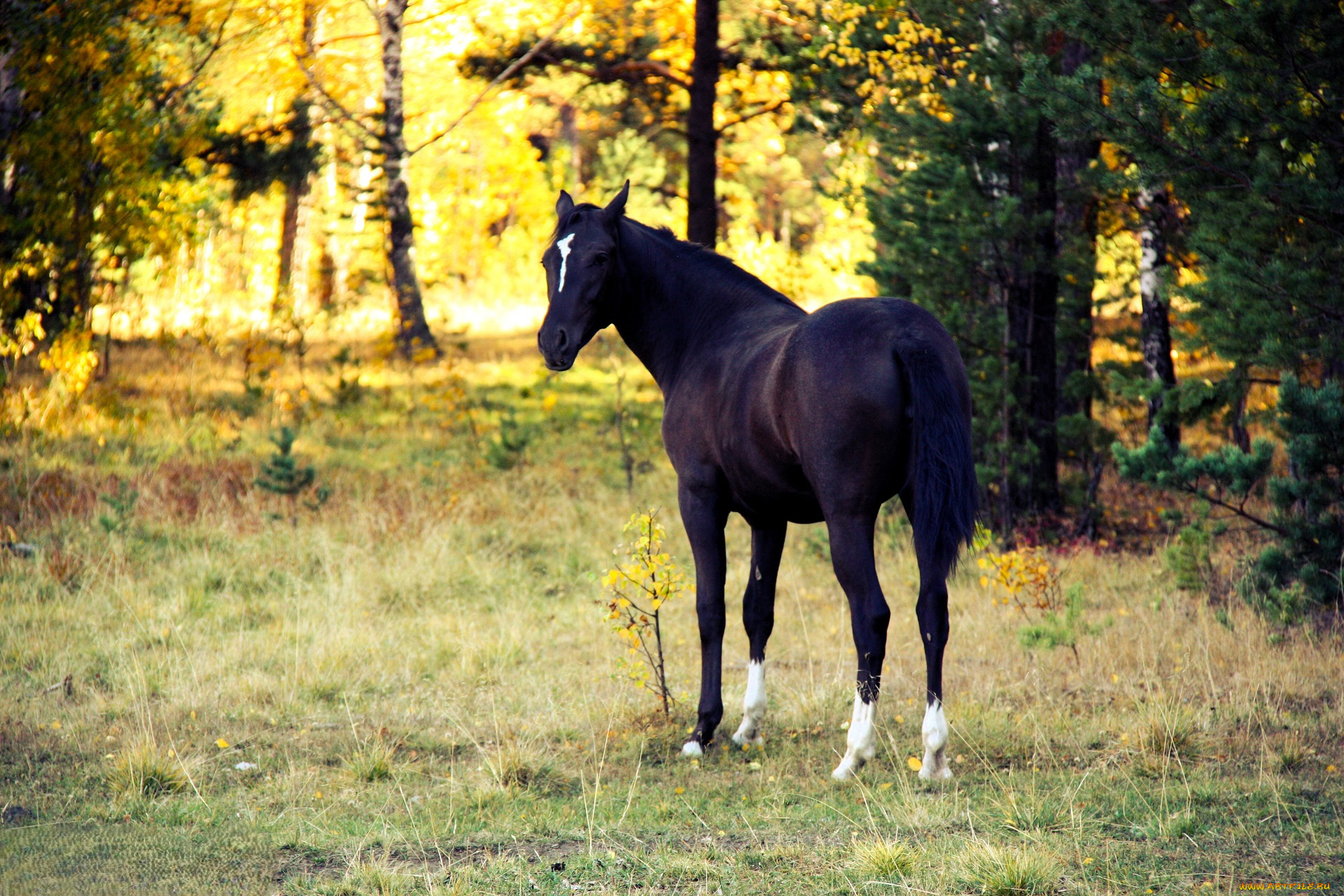животные, лошади, лошадь, поляна, лес, деревья