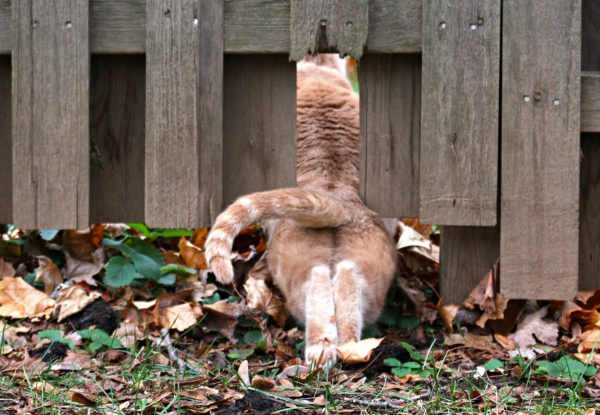 животные, коты, кот, кошка