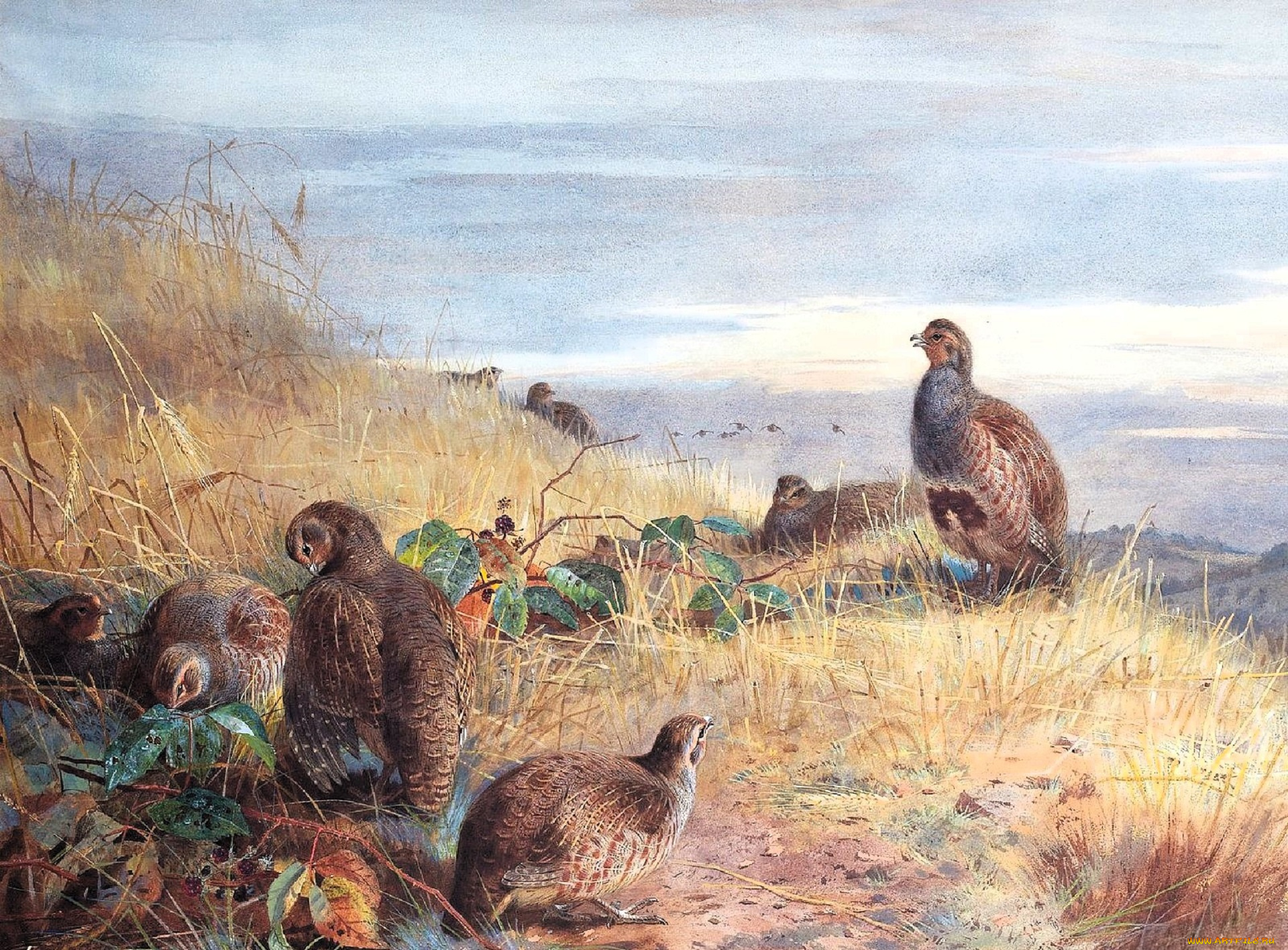 рисованное, archibald, thorburn, куропатки, стая, птицы, трава