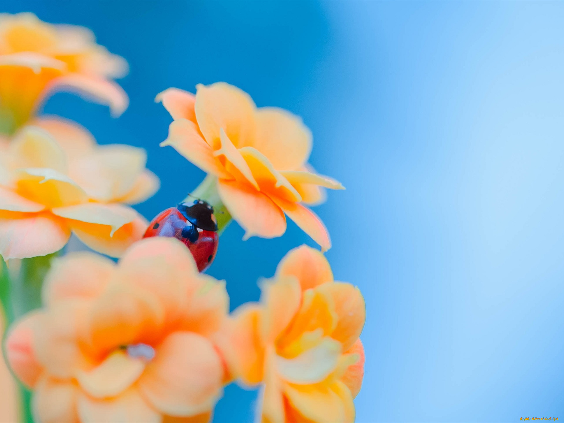 животные, божьи, коровки, цветы