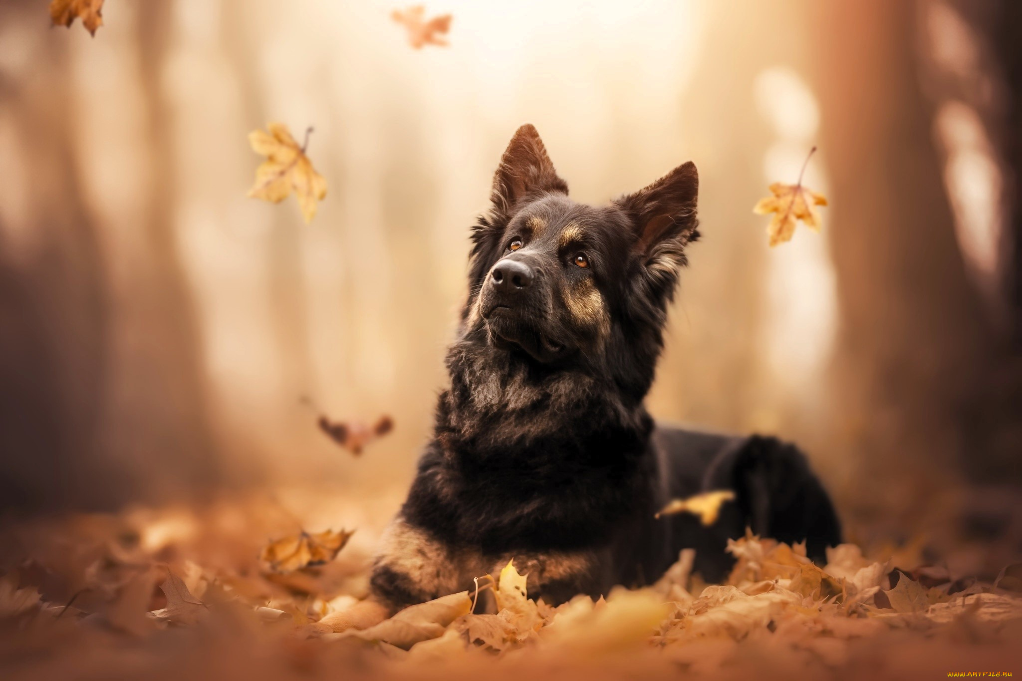 животные, собаки, собака, овчарка, листья, осень