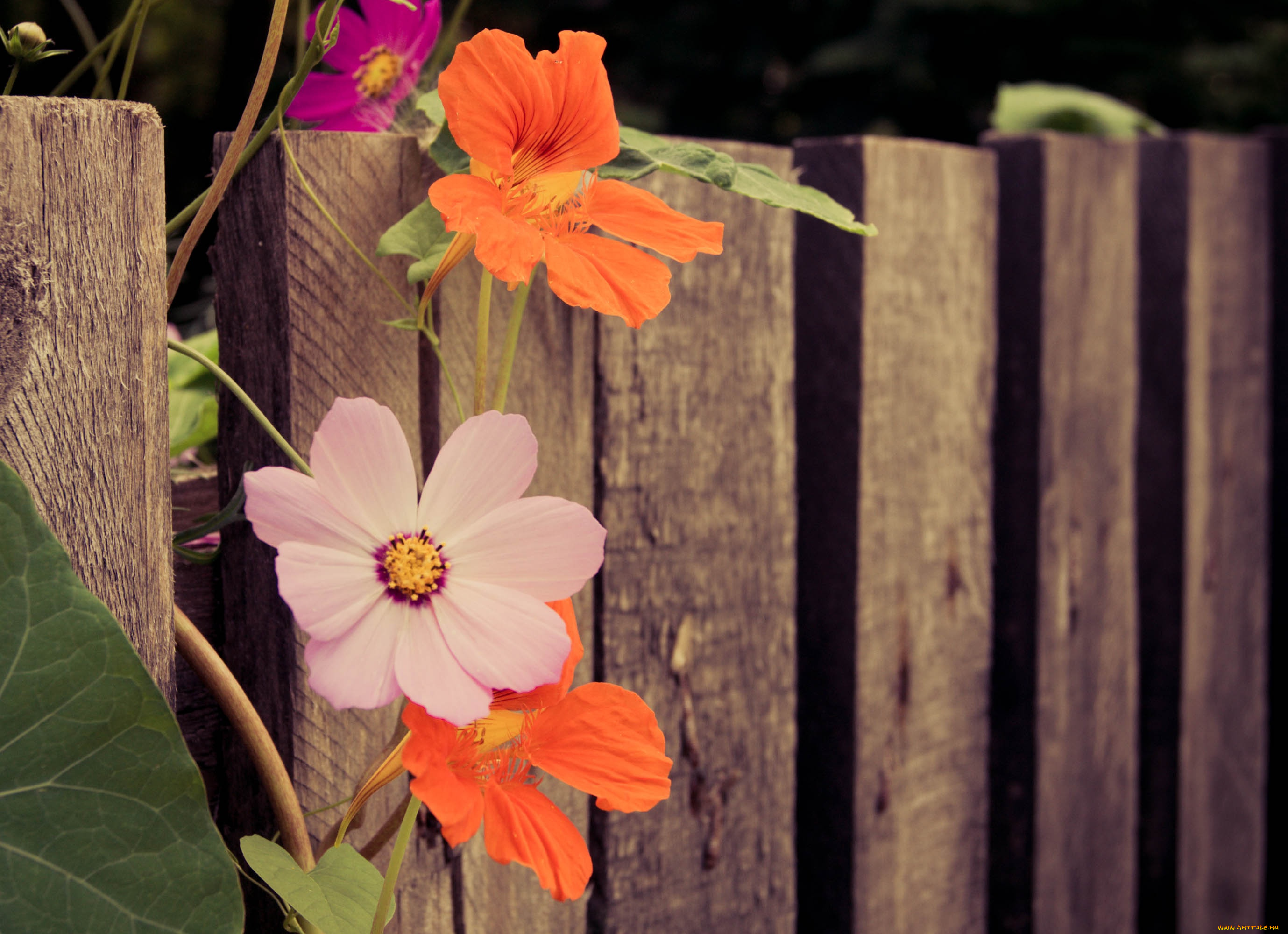 цветы, разные, вместе